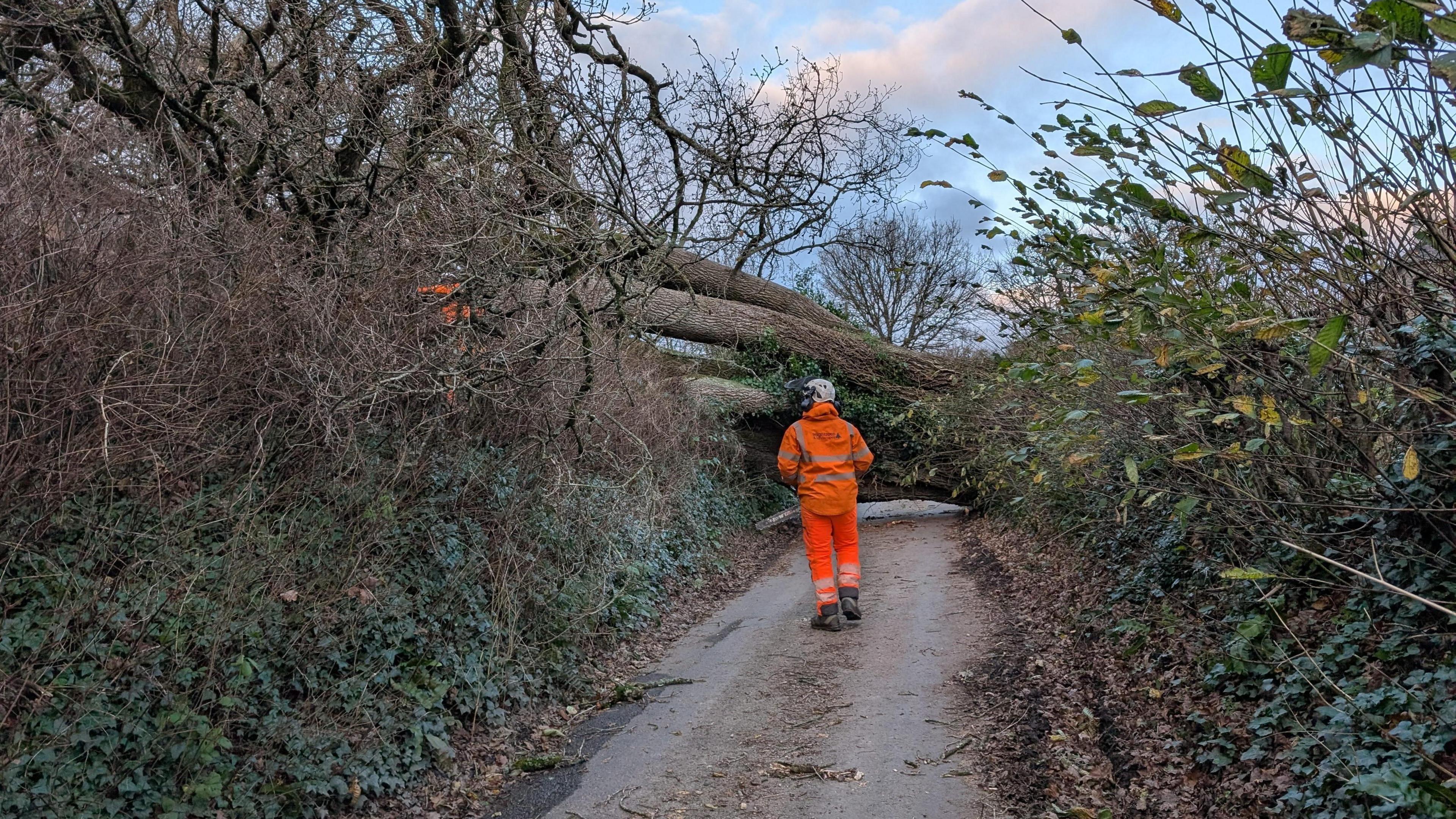 A man in an orange high-visibility overalls walks towards a large tree which is blocking a country lane