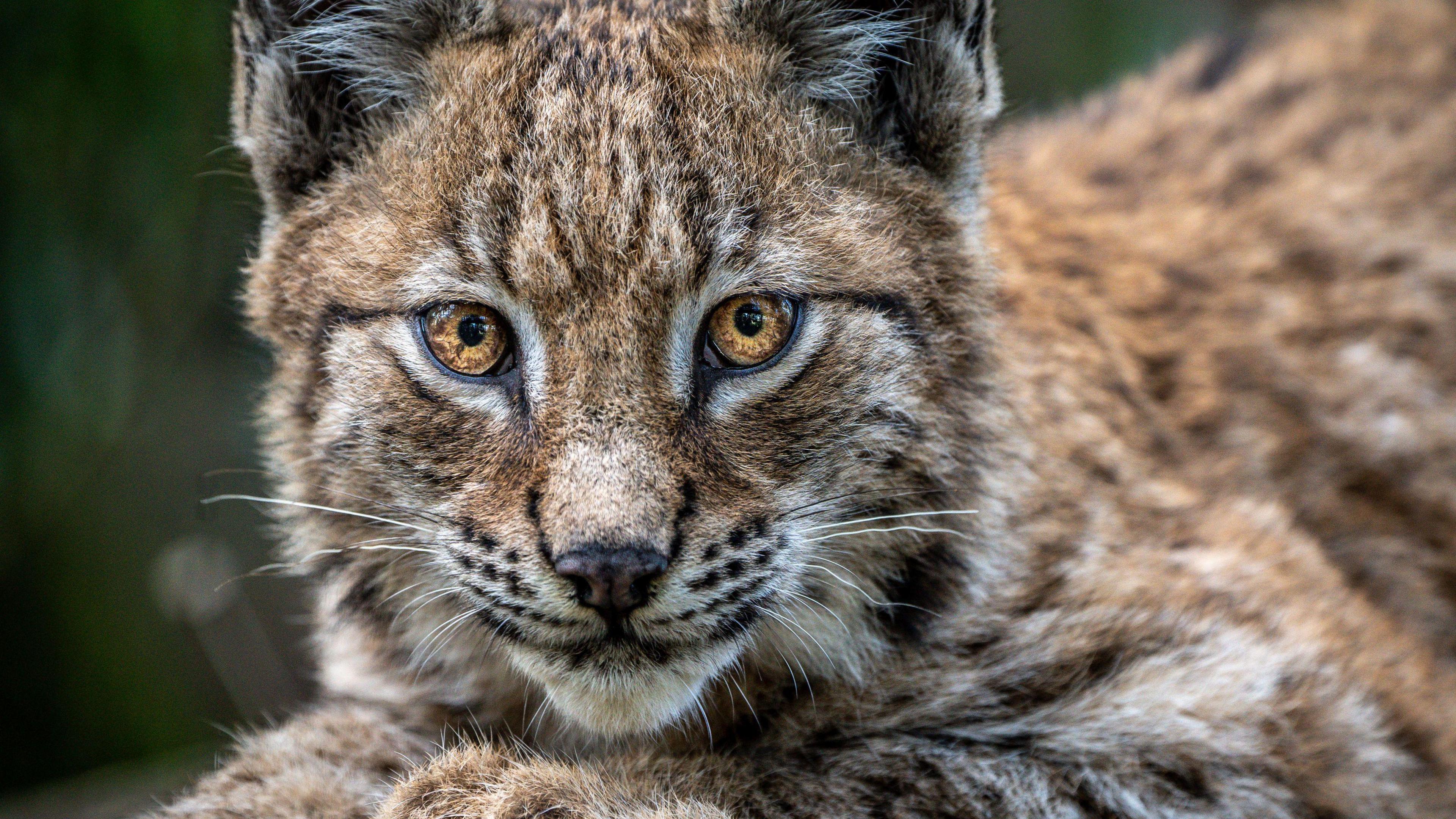 A close shot of the head of a European lynx at Bristol Zoo Project. It has dark yellow eyes, brown and cream-coloured fur and white whiskers.