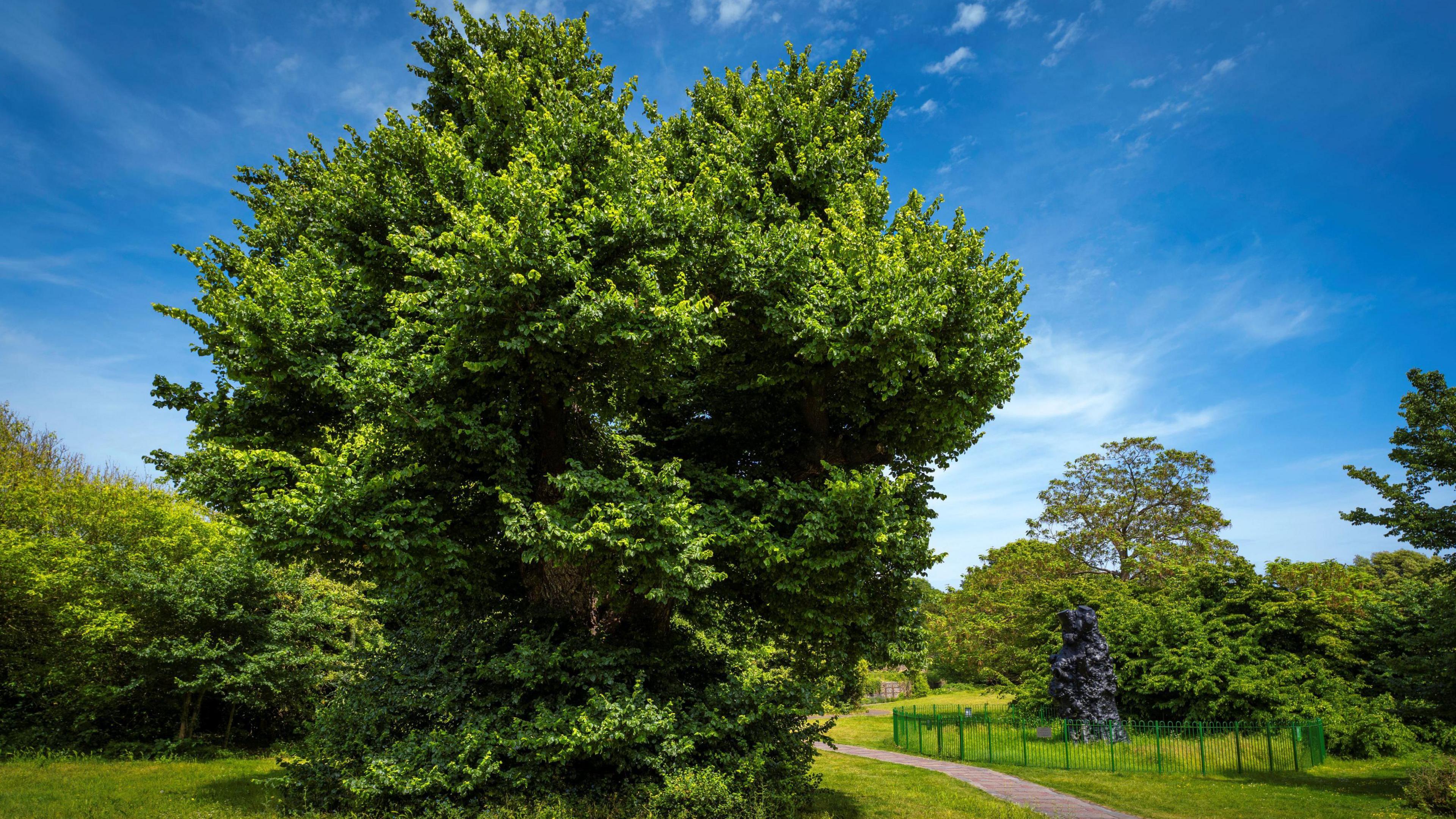 A large tree covered in green leaves pictured on a sunny day with blue skies. It is surrounded by grass, a path, green grass and other trees/plants.