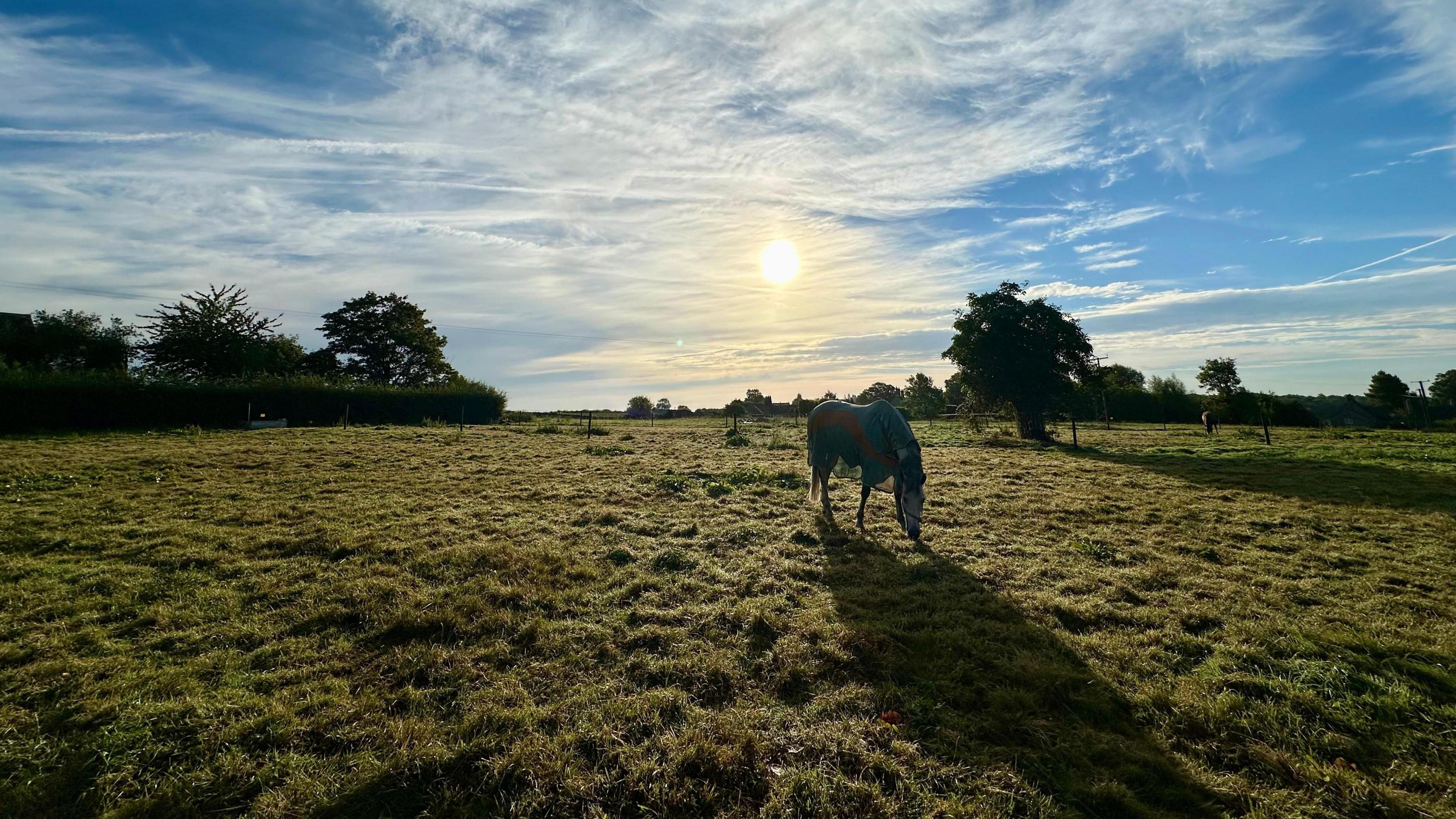 A horse grazing in the morning sun