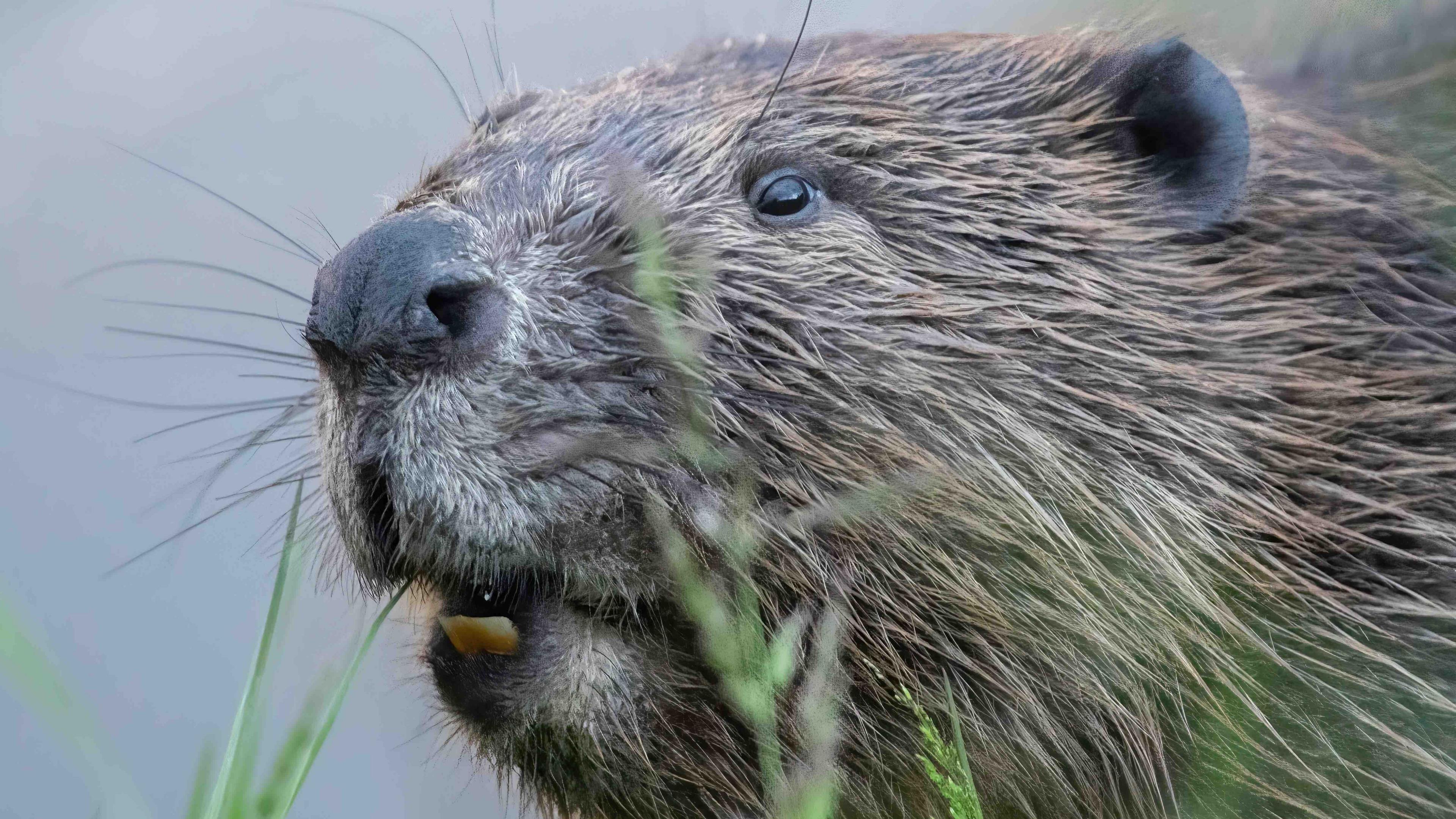 A close up of the face of a beaver, with wisps of grass around it's hairy brown and grey haired face