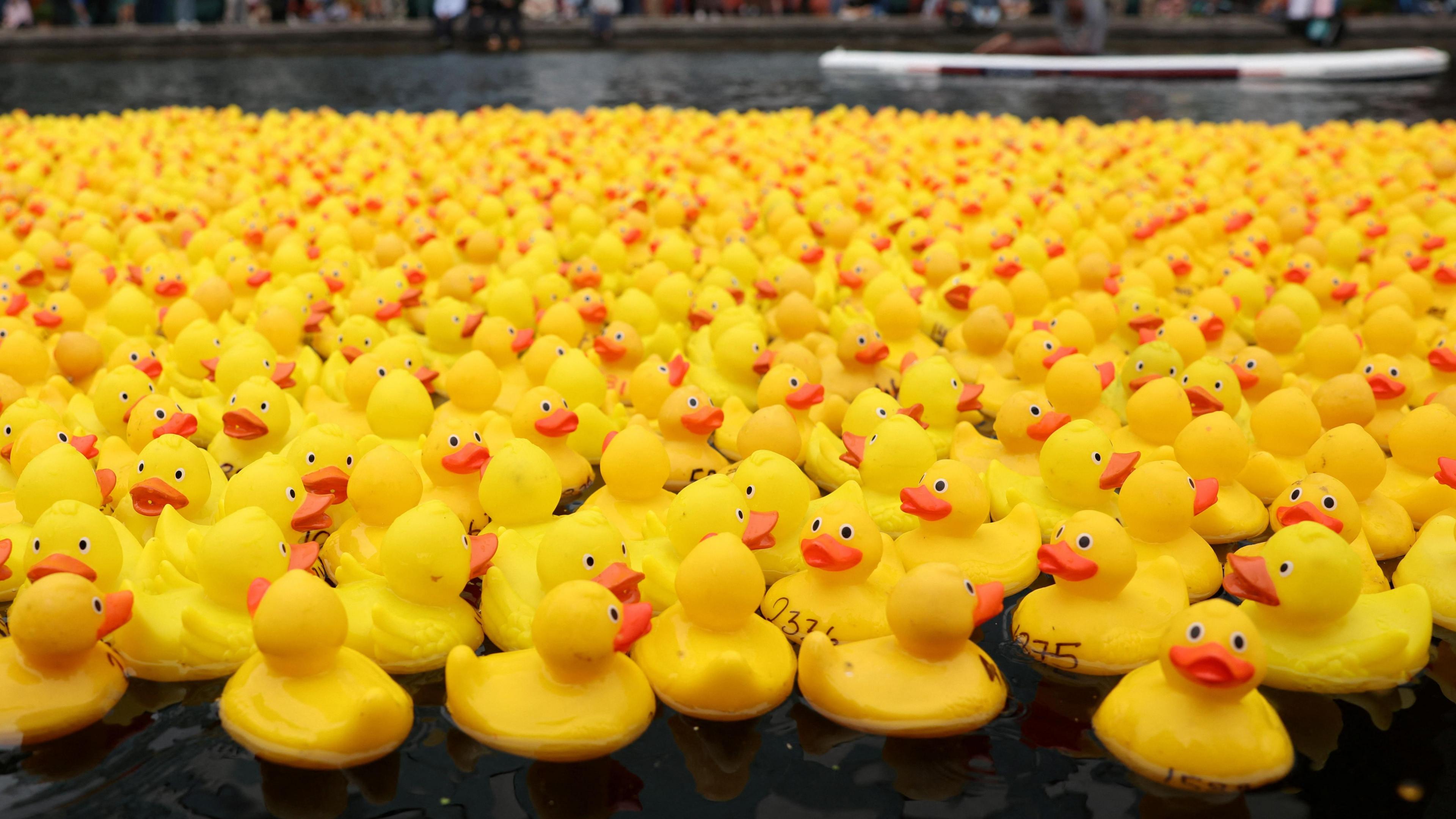 A large number of yellow rubber ducks in the canal in the Paddington basin. 