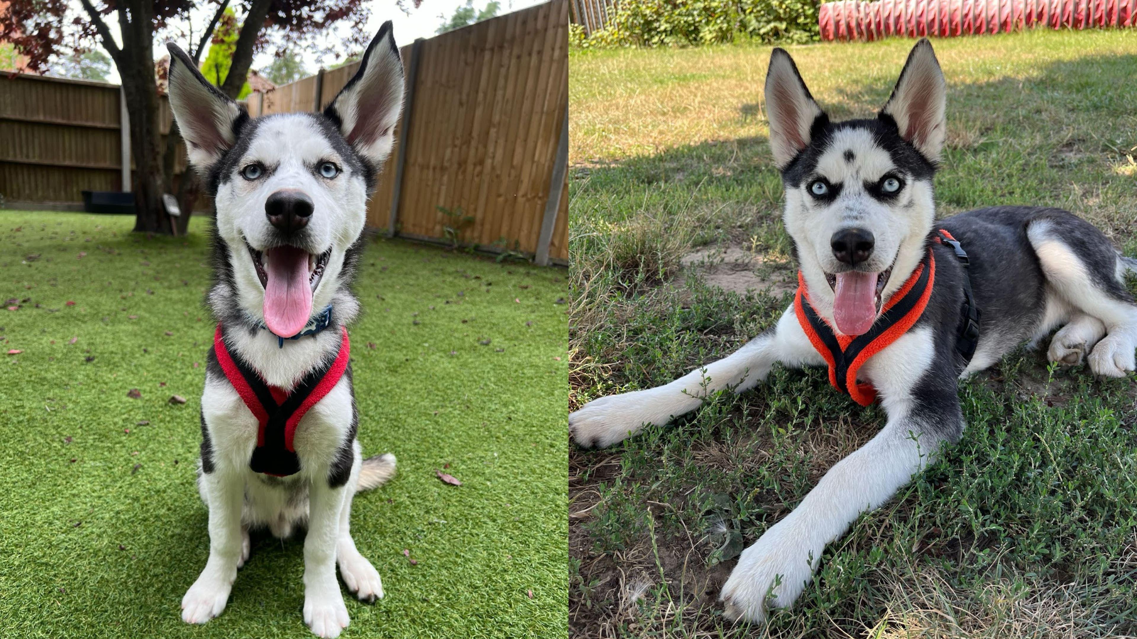 Five-month-old husky puppies Jasper and Poppy one standing the other sitting both looking to camera