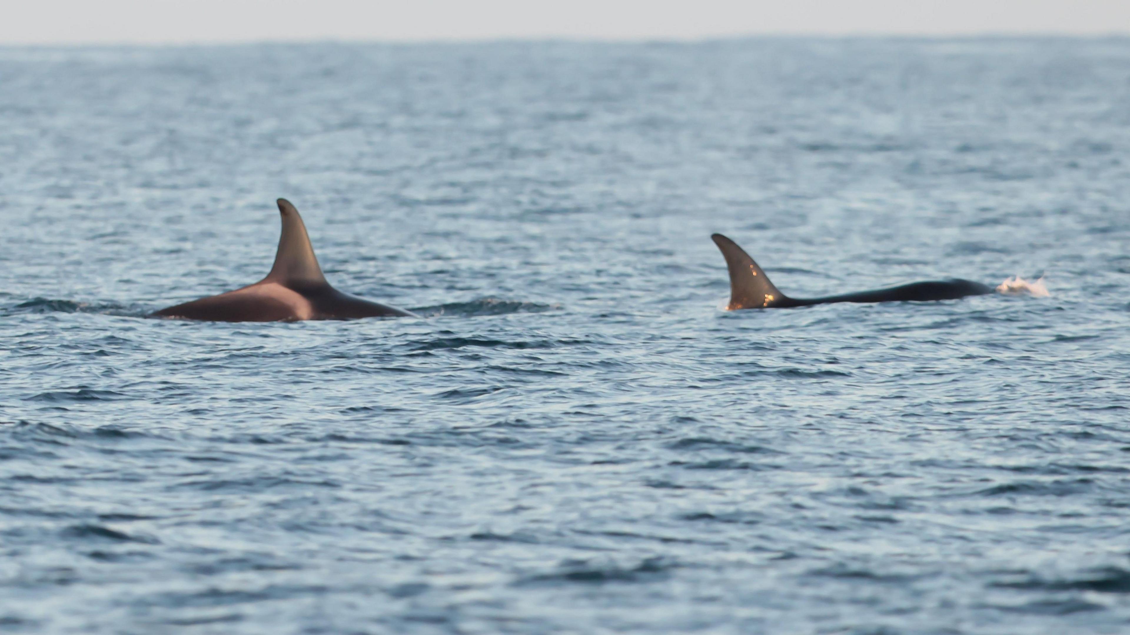 The two female adult orcas in deep blue water on a clear day. The find of each are visible above the water and there is a slight bow wave at the front of the leader's head.