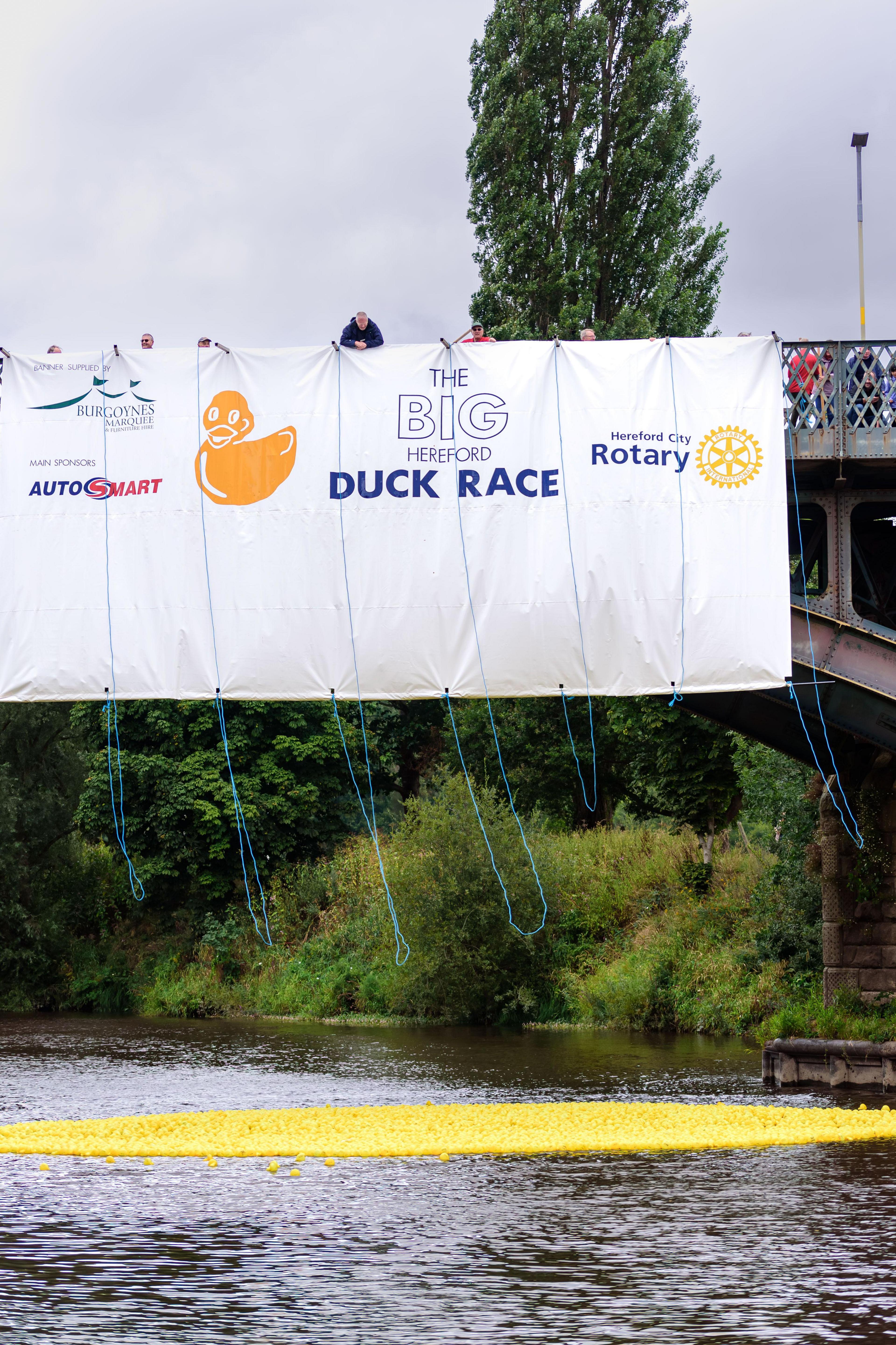 Thousands of yellow rubber ducks gather in a river, underneath a bridge with blue ropes hanging from it which helped release the ducks. A white banner saying 'The Big Hereford Duck Race' hangs from the bridge. Lots of trees can be seen in the background.