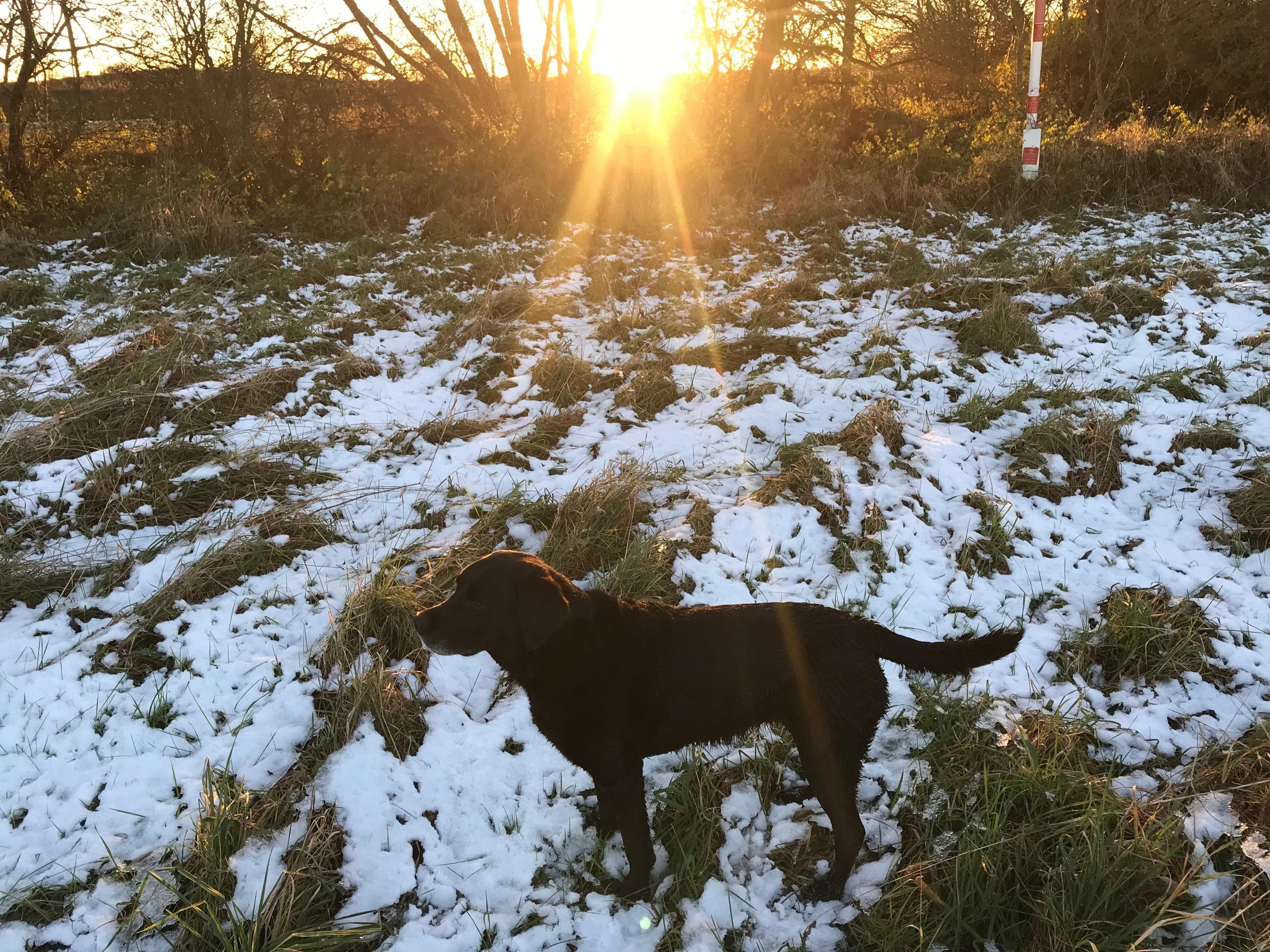 A black dog is in the foreground of this shot, standing on snowy ground with tufts of grass poking through. In the background, the sun is just above the horizon and shining through a hedge.    