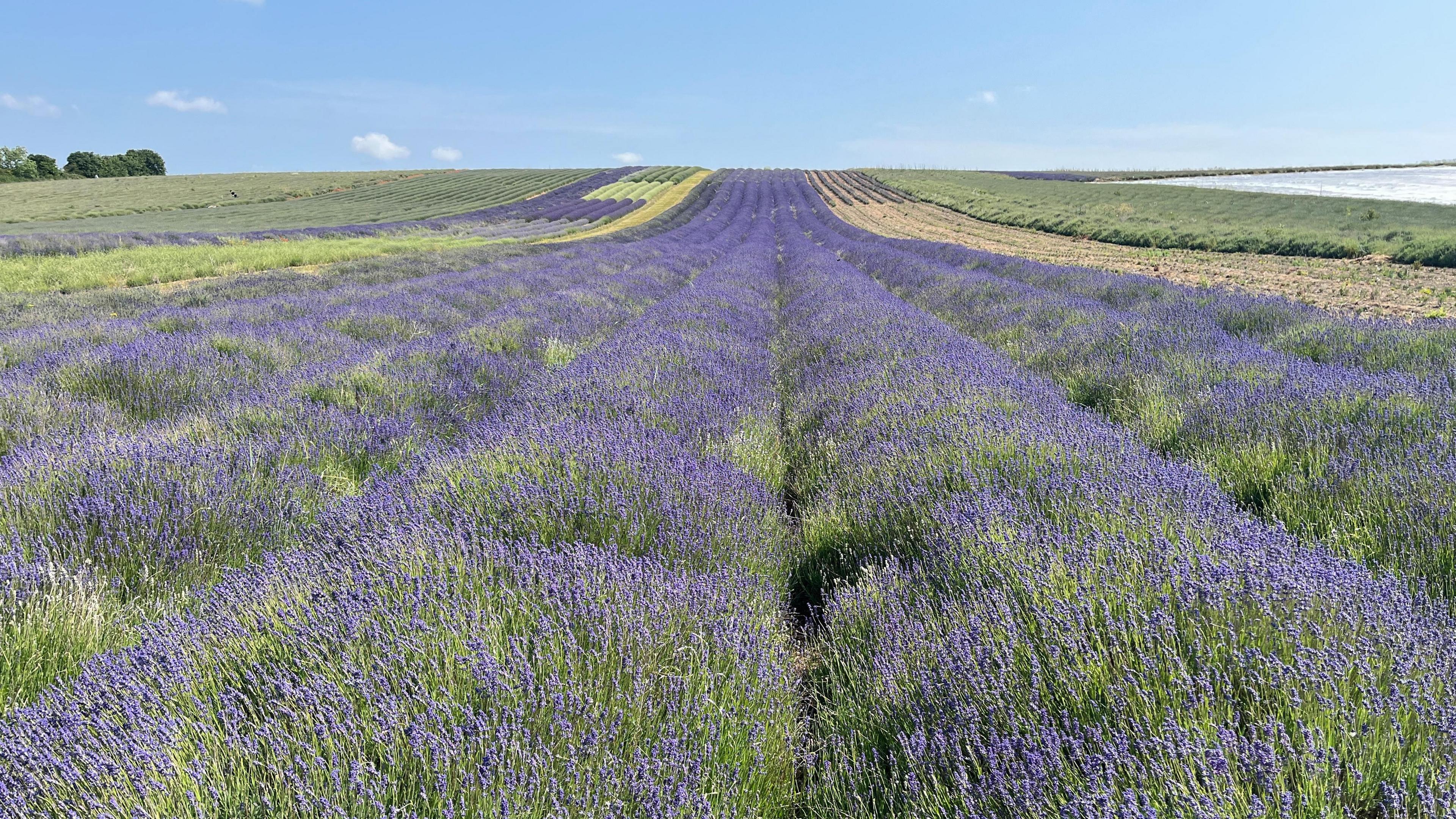 A field of lavender stretching up a slight hill with a blue sky in the background