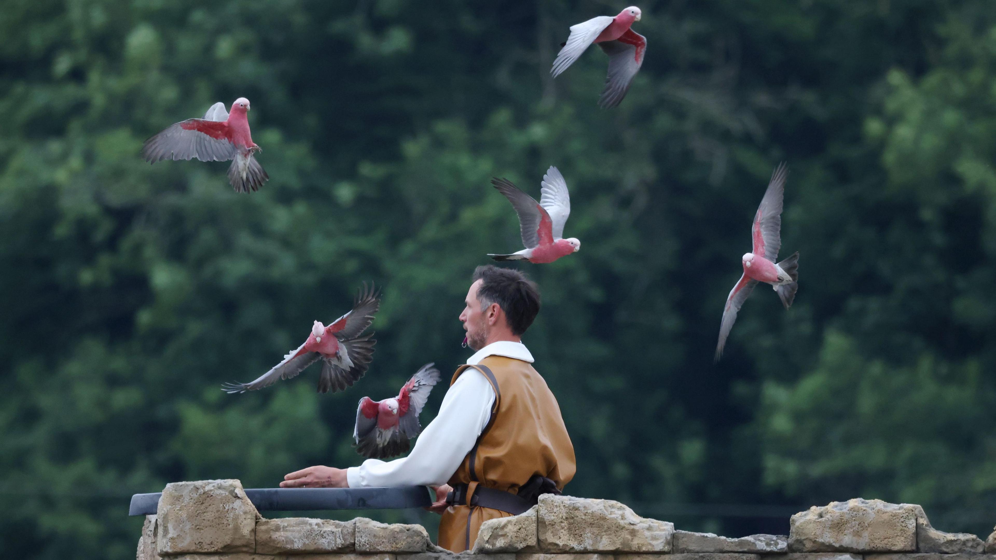 A man in a brown tunic stands with six pink-crested cockatoos, also known as galahs, circling in the air around him. They have very pink chests and heads with grey wings.