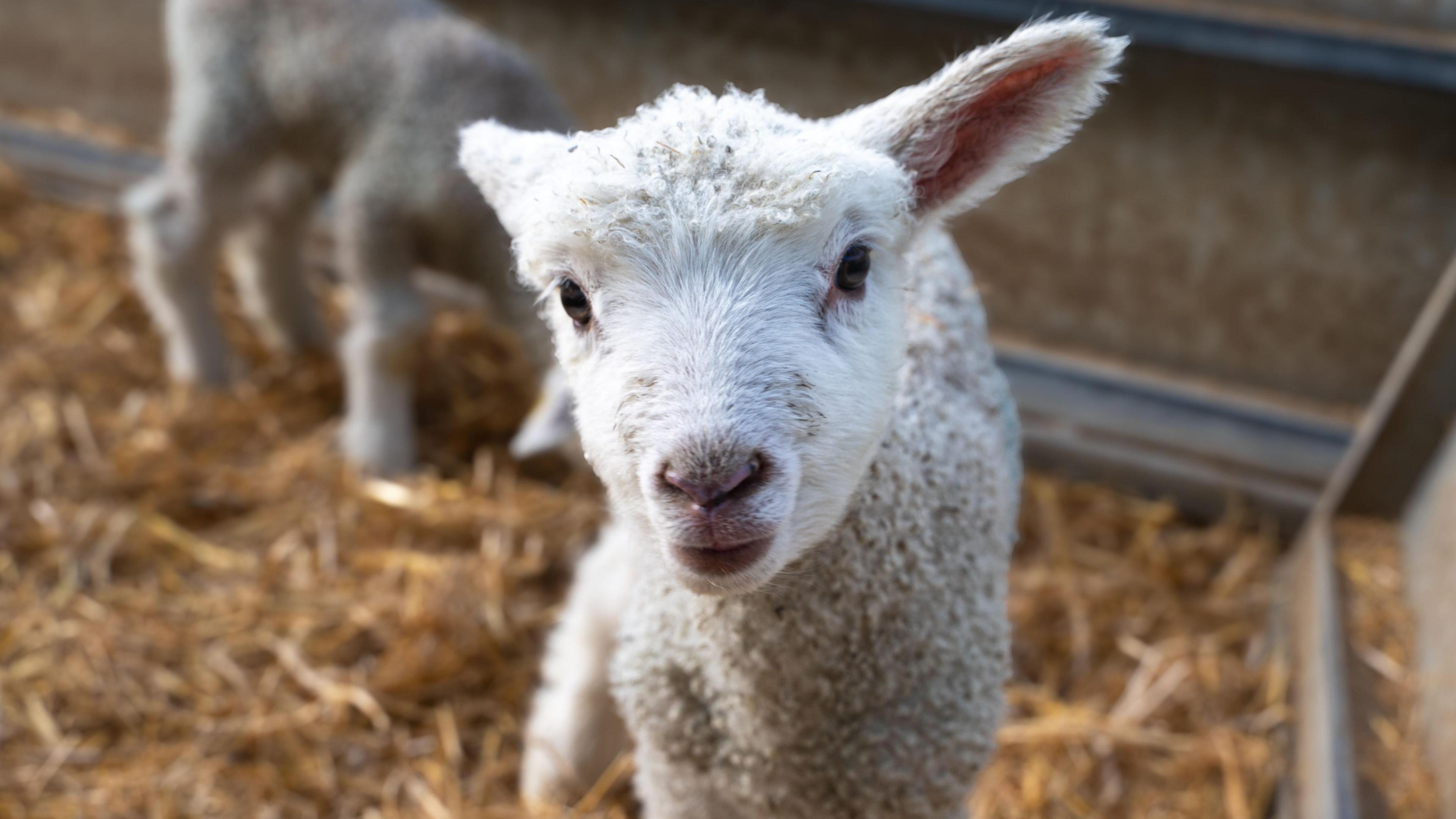 A newly born lamb, with a white fleece, looks directly at the camera. Behind it is another young lamb enjoying some of the straw on the floor of their pen.