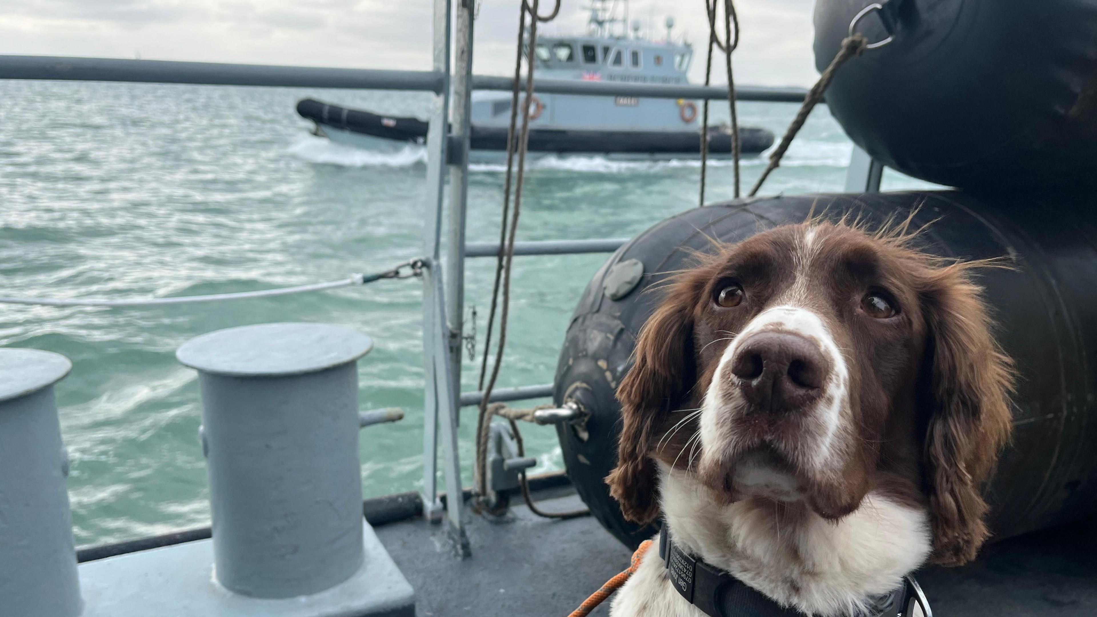 A brown and white dog, looking into the camera, sitting on the deck of a Border Force cutter at sea, with another Border Force vessel in the background.