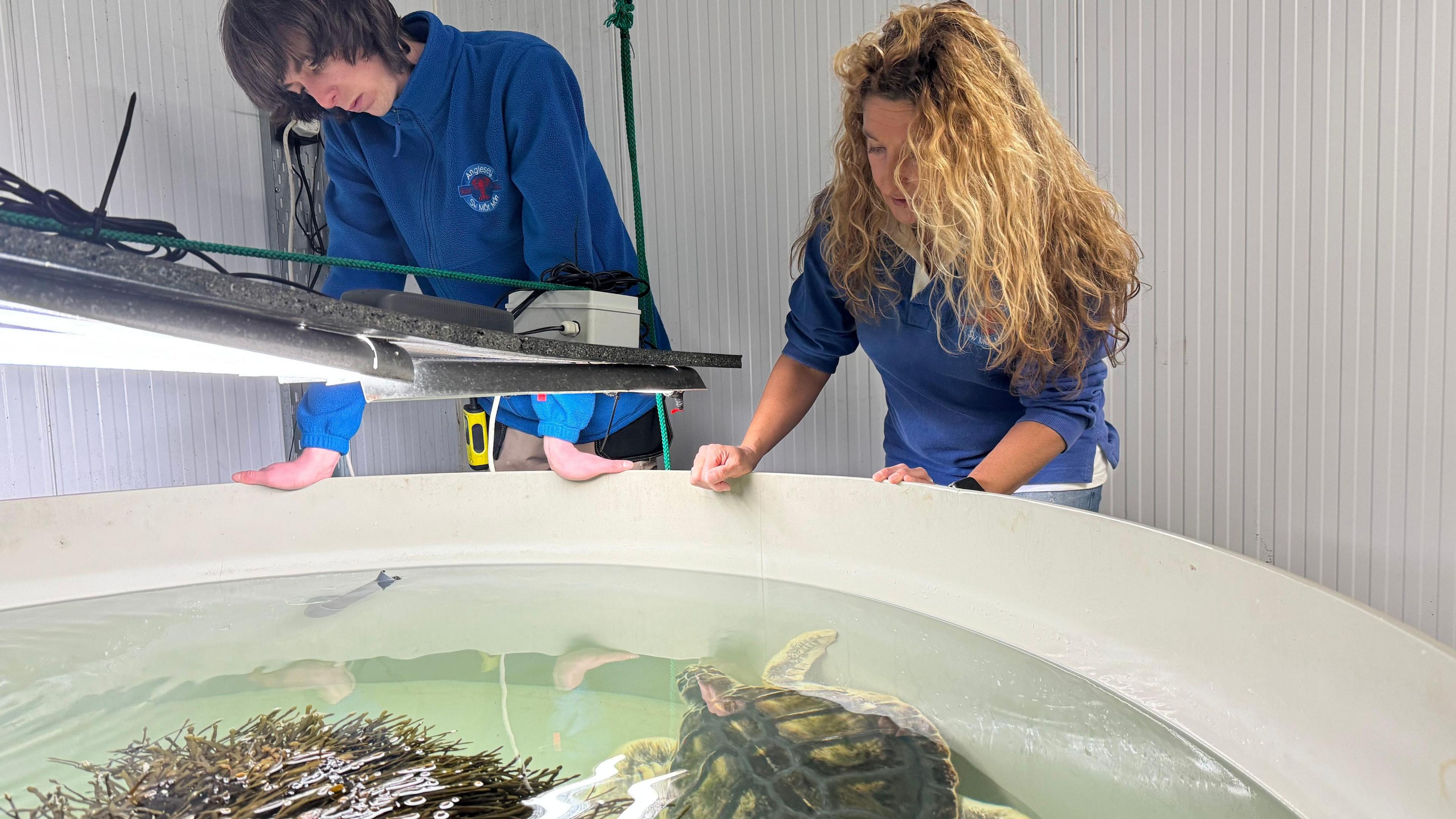 Frankie Hobro stands looking down into a circular tank holing Rhossi the turtle. Frankie has long blonde hair and is wearing a blue top. Below in the tank is the turtle, with its shell visible and one flipper. To Frankie's right stands a member of the Sea Zoo staff also looking into the tank - he is wearing a blue jumper with the Sea Zoo logo on it.