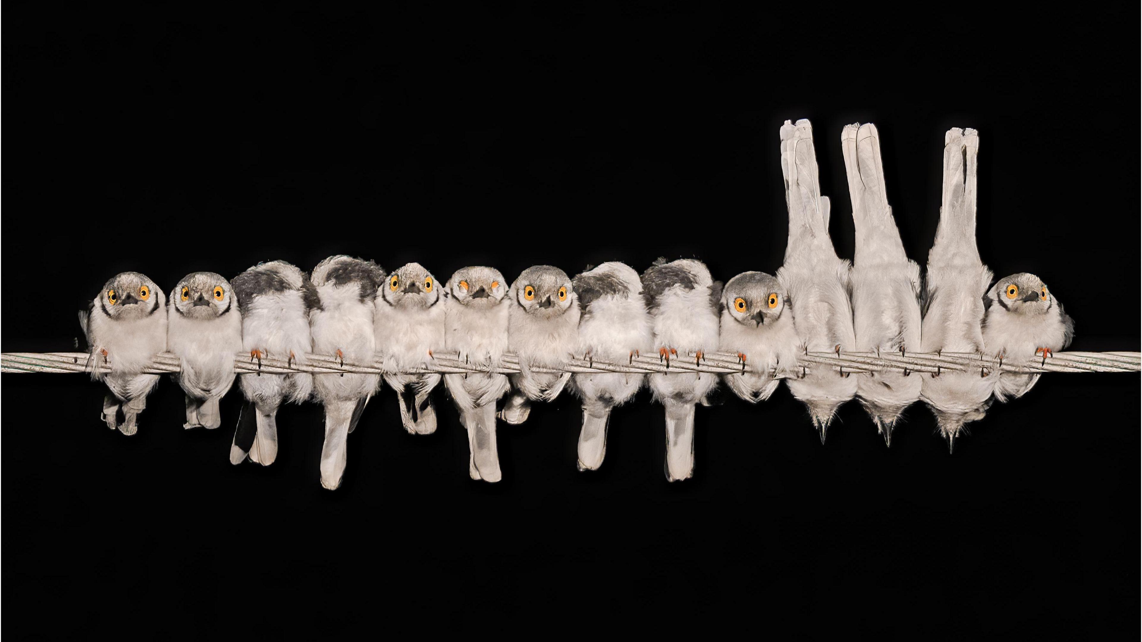 A row of White-crested Helmetshrike on a straight bit of rope. They are all in varying levels of sleep.