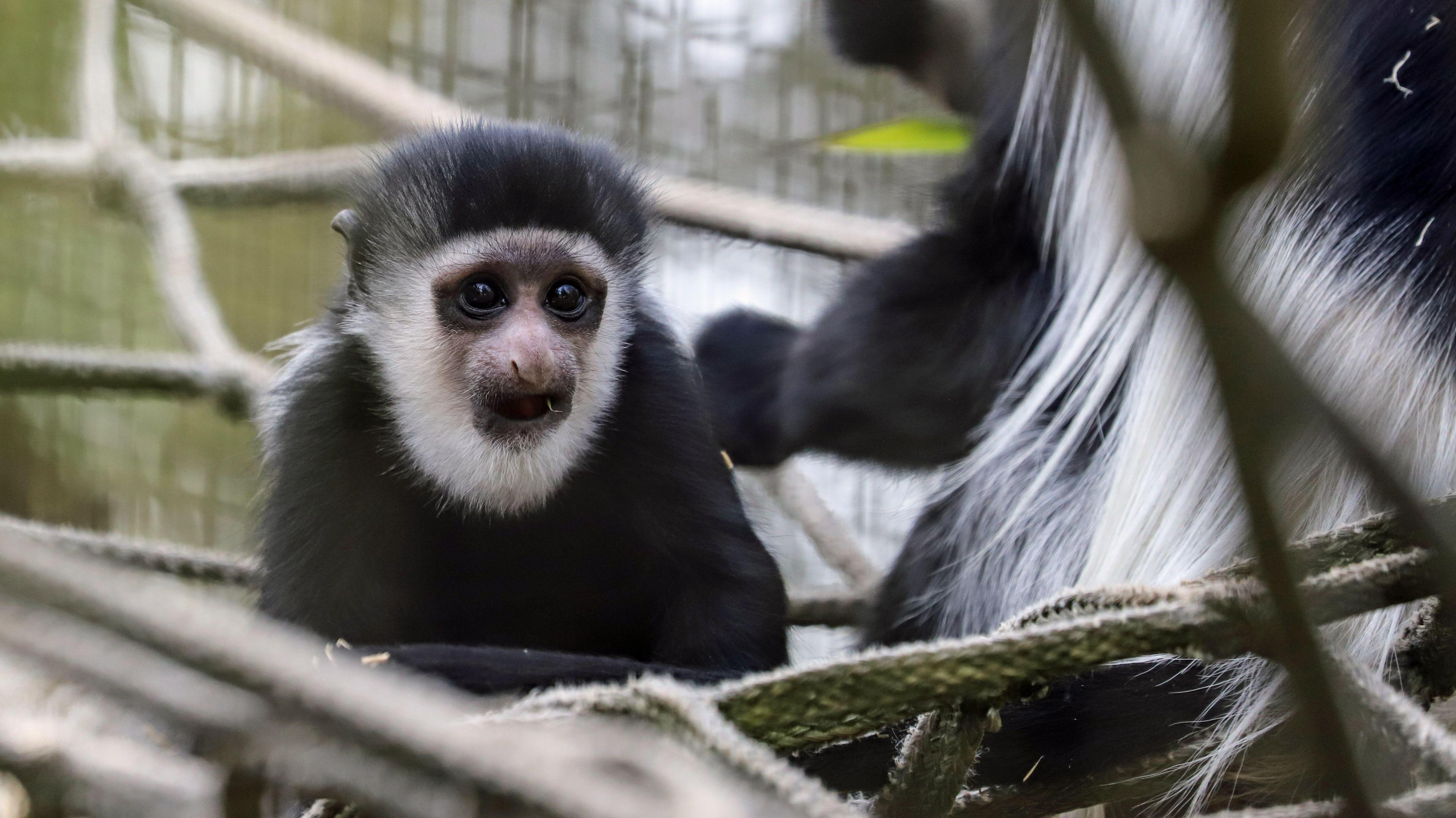 A small black monkey with a white face looks across its enclosure with adults nearby