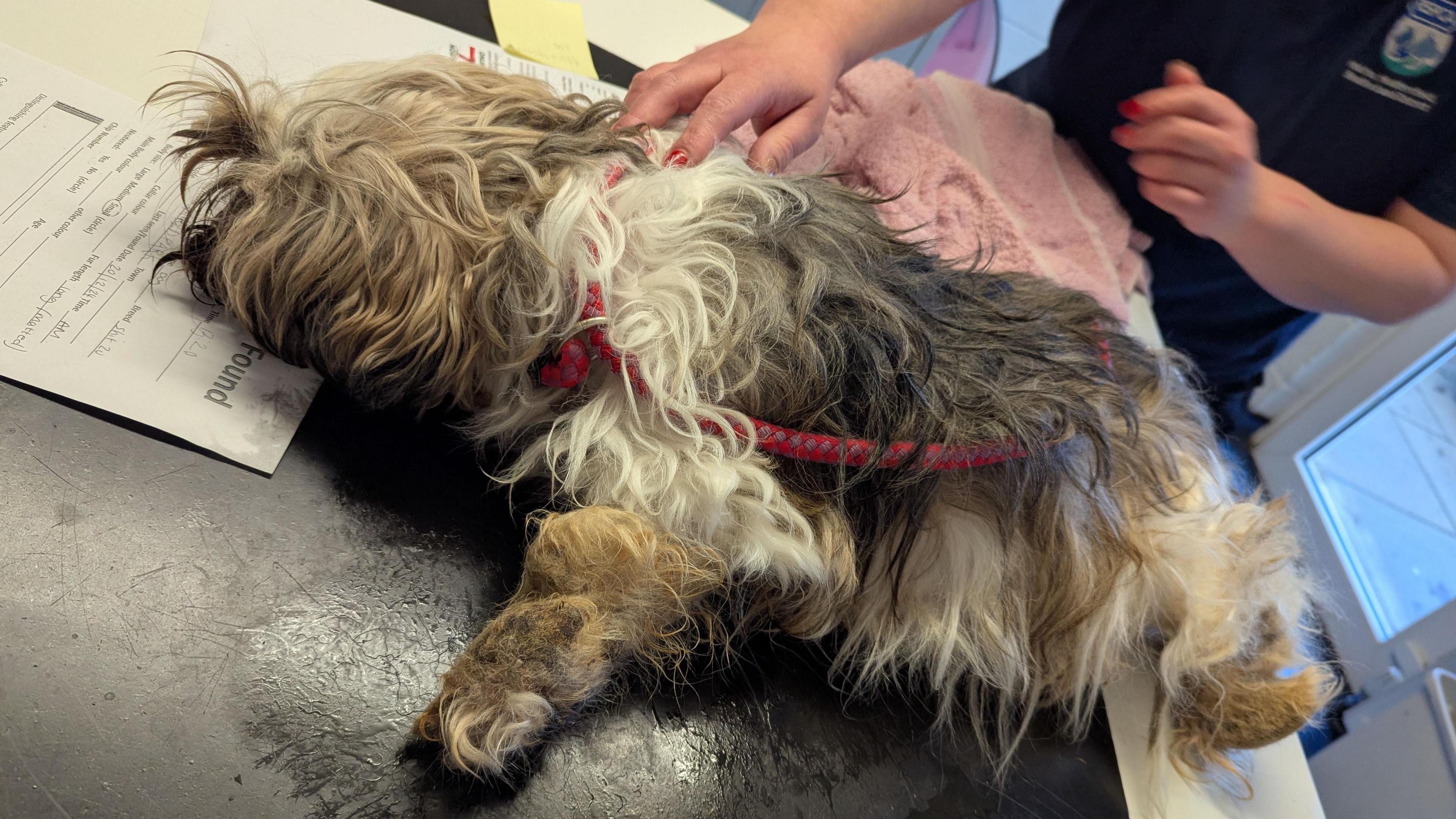 A picture of Charlotte, a Shih Tzu breed dog. The animal has matted fur and she is laying on a vet's table with a vet's hand on her.