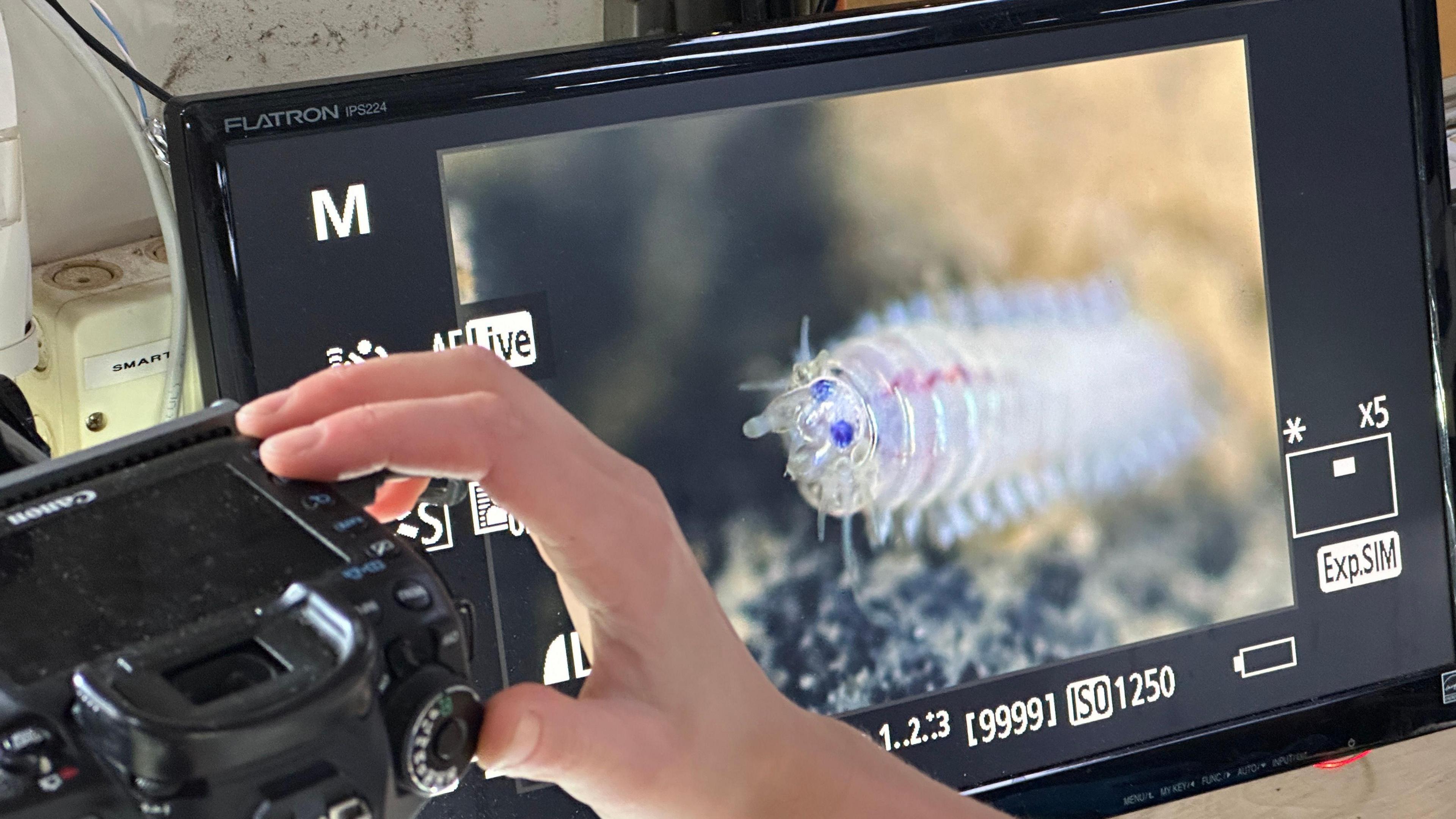 A camera screen shows a worm that is luminescent, almost transparent, with two large purple eyes.