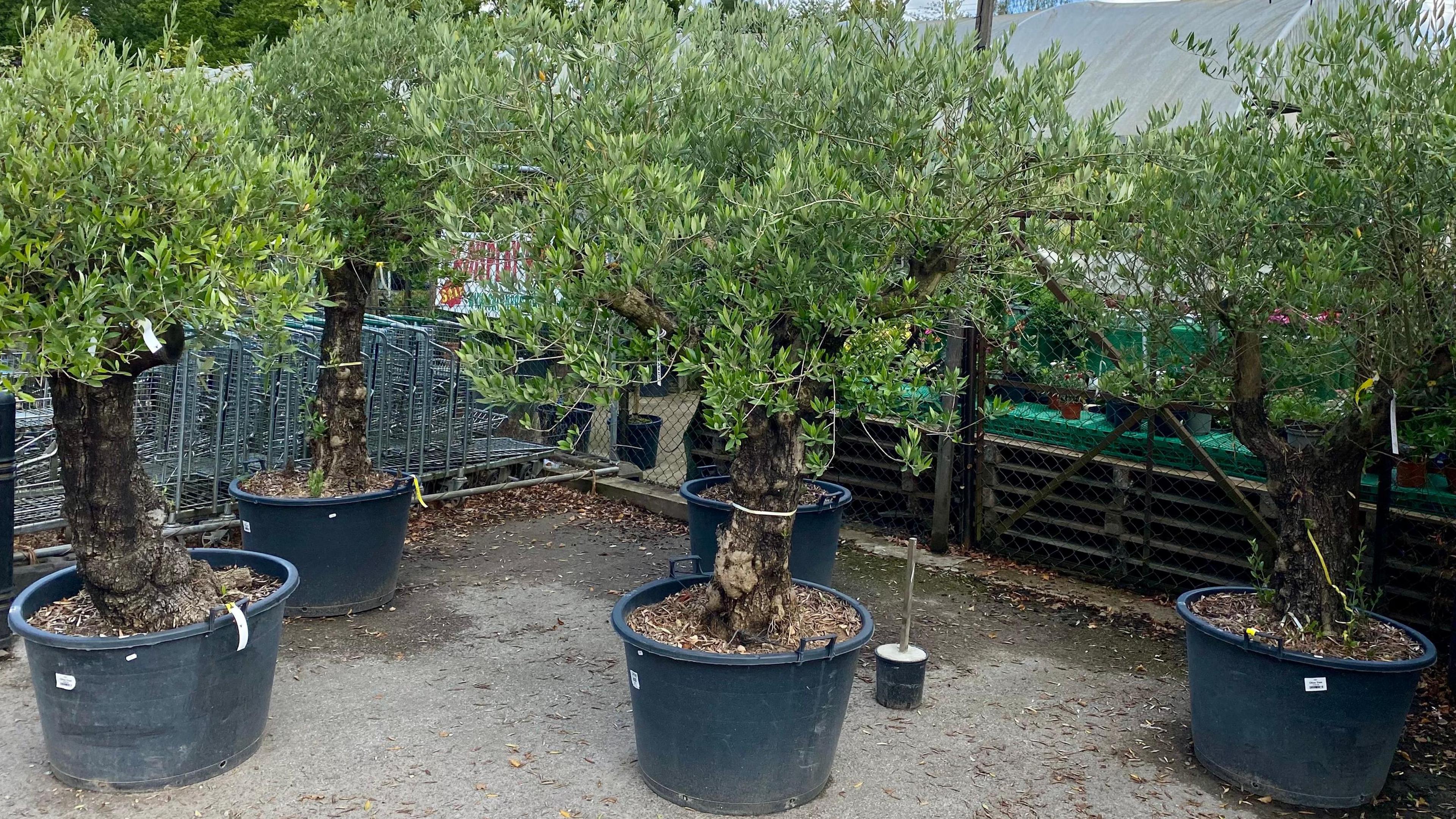 Five mature olive trees are arranged in black plastic pots and set out for sale at a nursery.