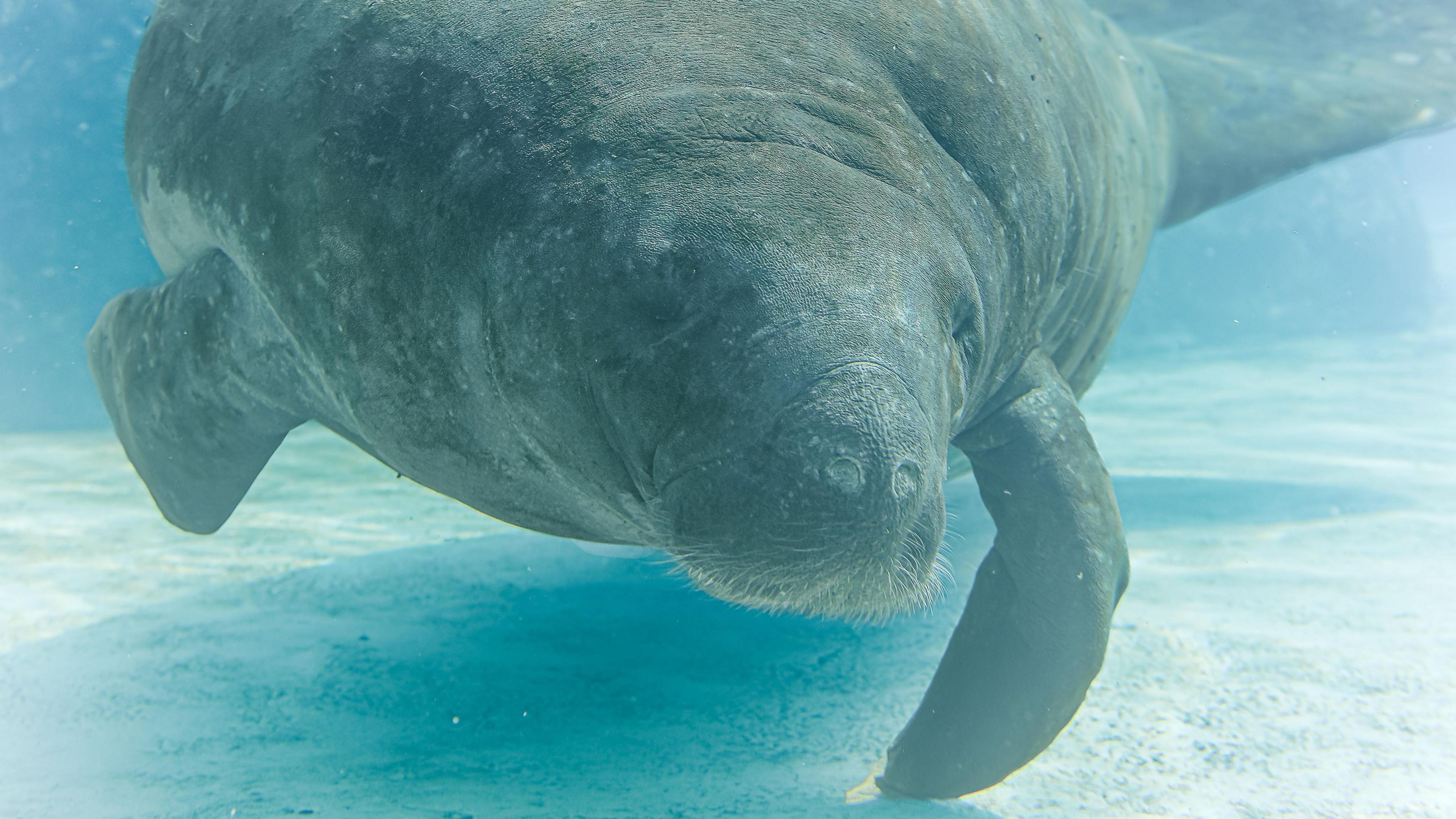 Romeo the manatee close up underwater