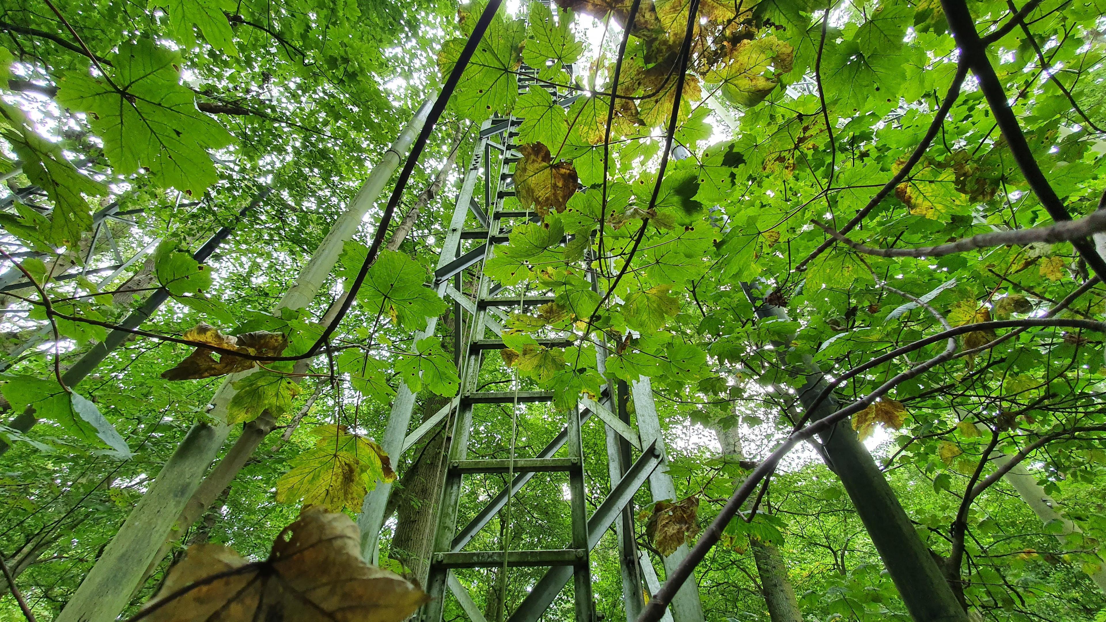 Ladder and pipes from the FACE experiment shown amongst oak trees