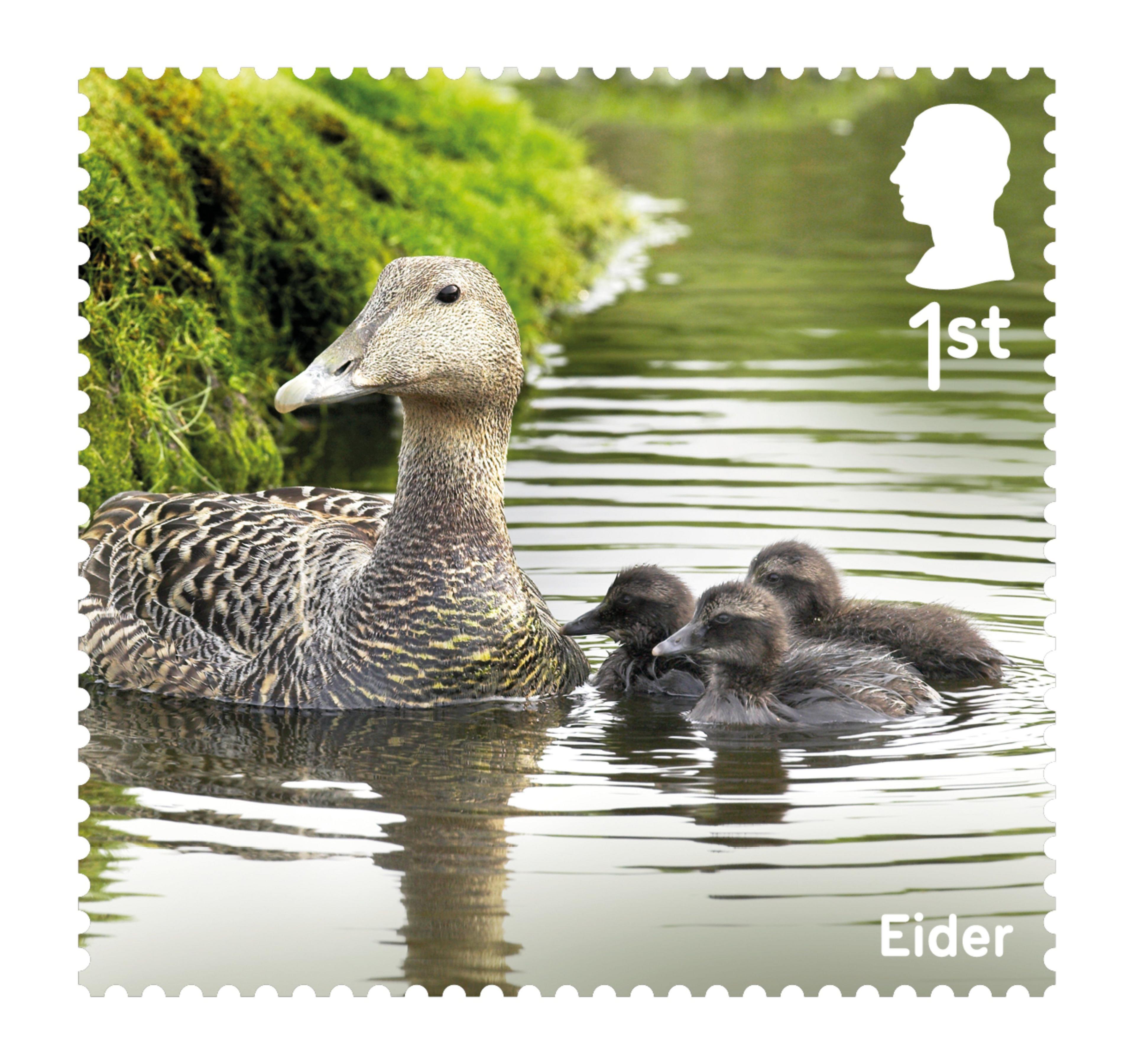 Stamp showing an Eider duck and its young