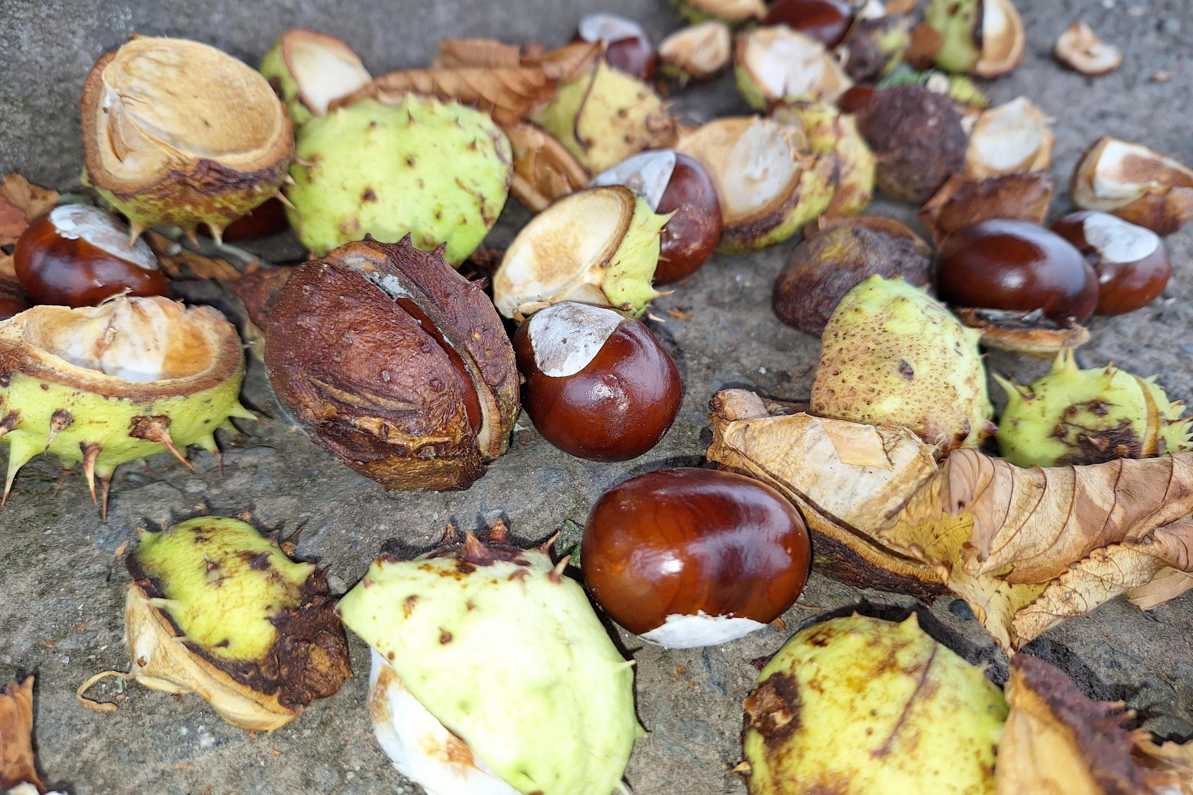 Fallen conkers, freshly emerged from their shells and glinting in the light on a tarmac surface. The browning spiky shells and leaves lie around the horse chestnuts.