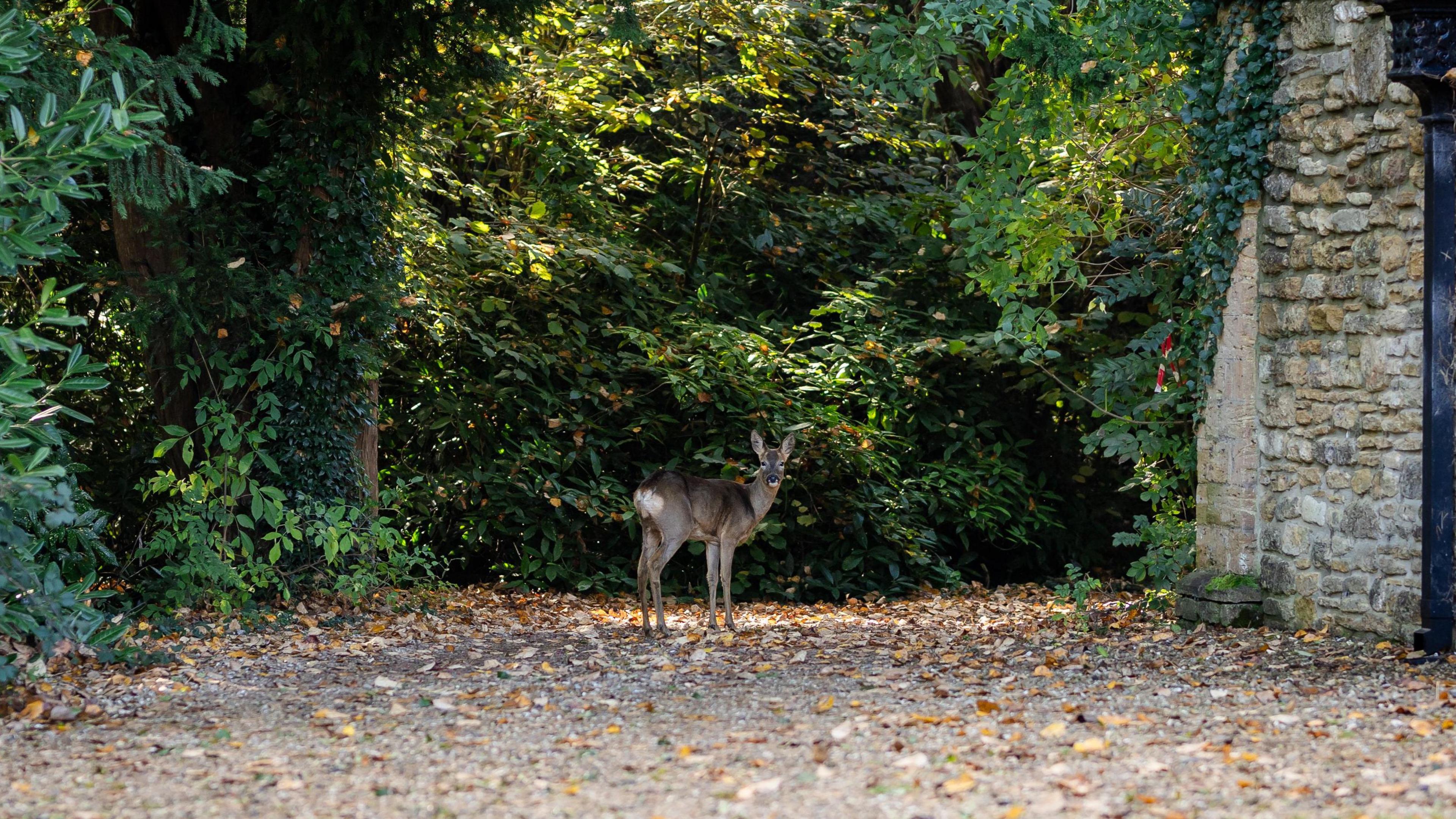 Deer looking at camera in estate