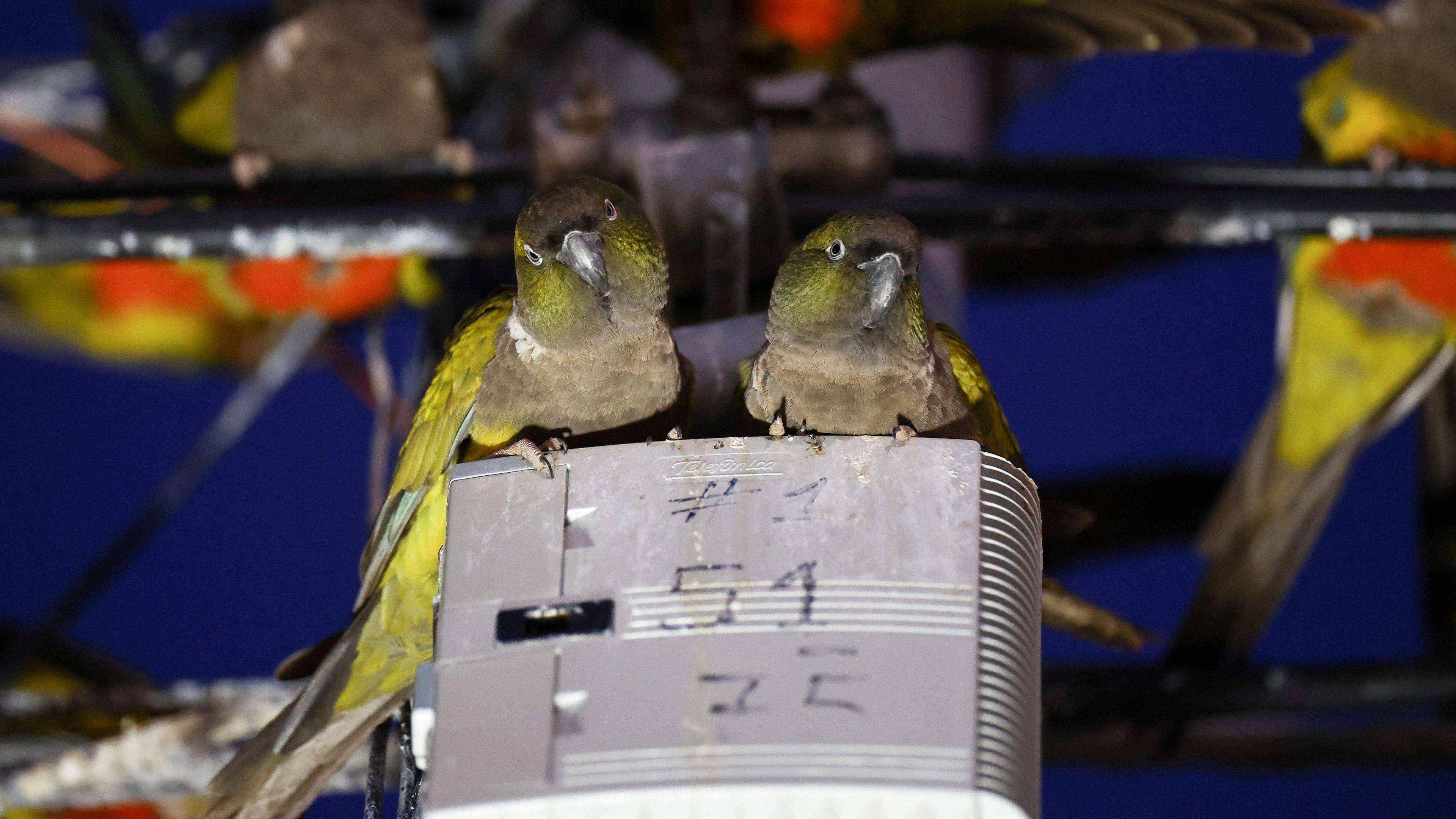 parrots in an electrical box