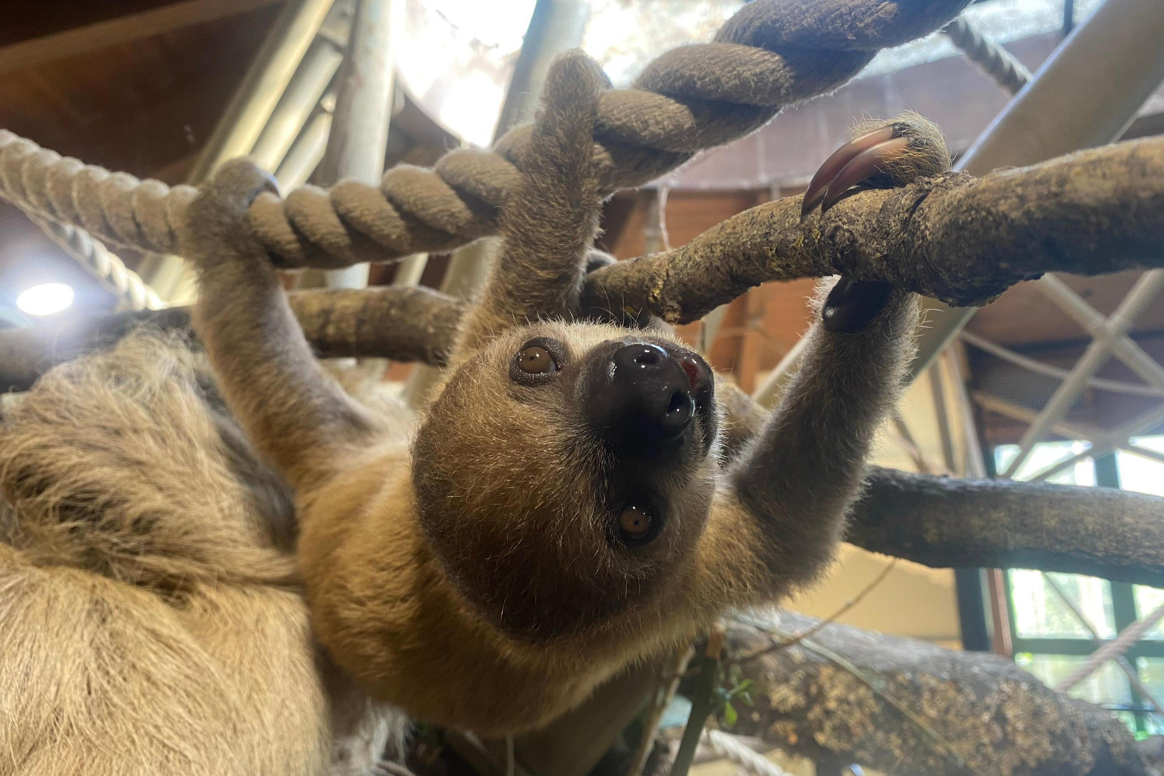 A baby sloth hangs from a rope in a zoo enclosure, with its mother below it.