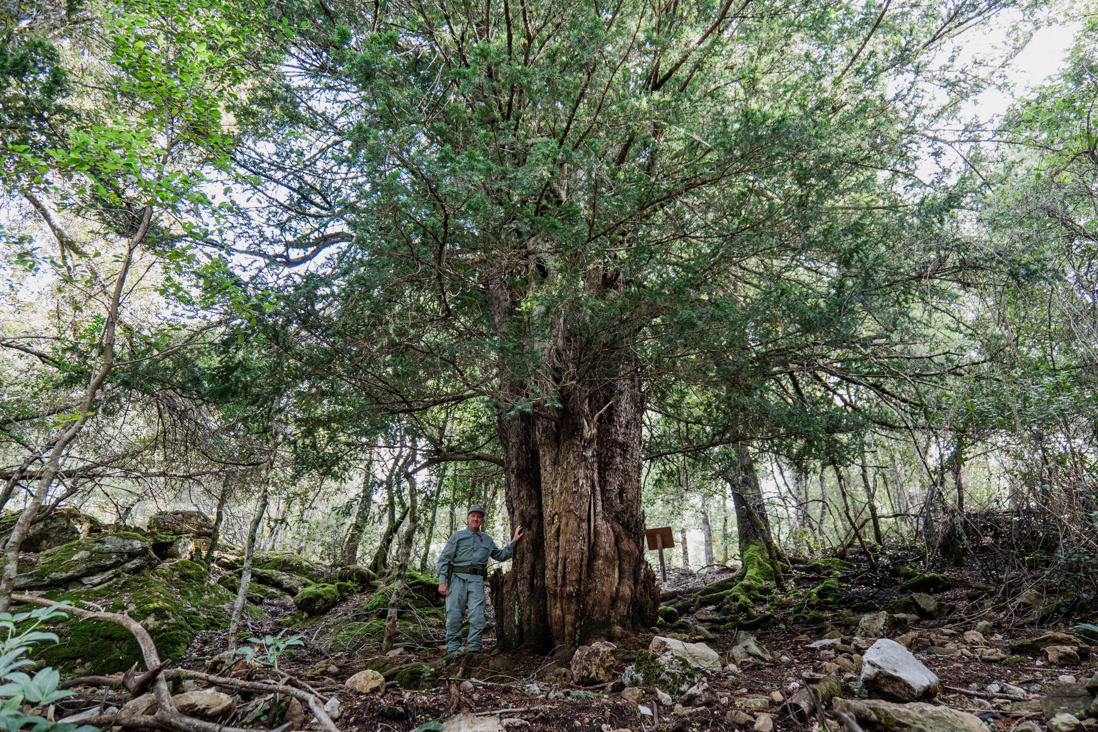 An ancient yew stands in a rocky forest, its massive trunk showing signs of age. A forestry worker beside it provides scale, highlighting the tree's impressive size.