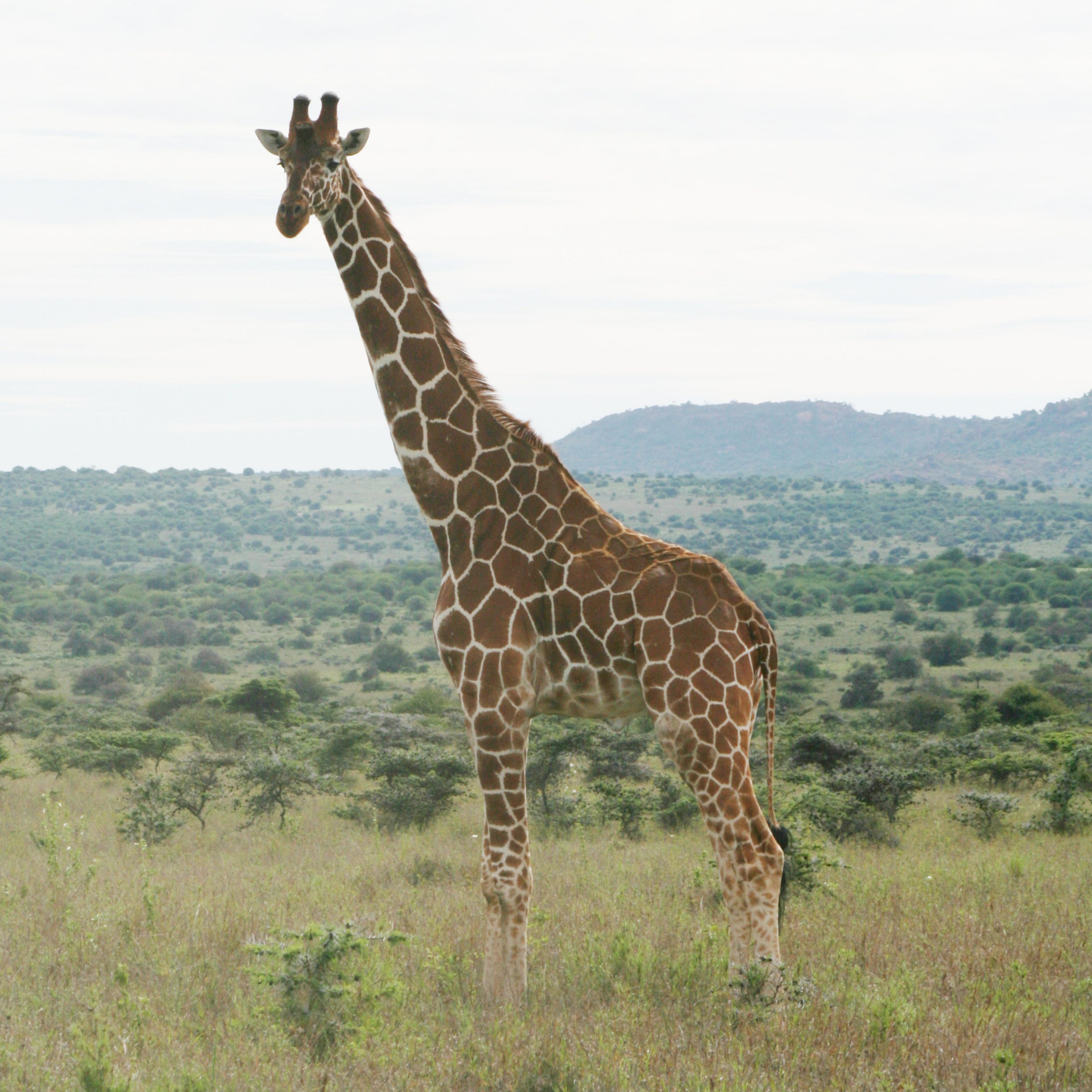 A Reticulated giraffe stands in grassland in Kenya with a small mountain in the background