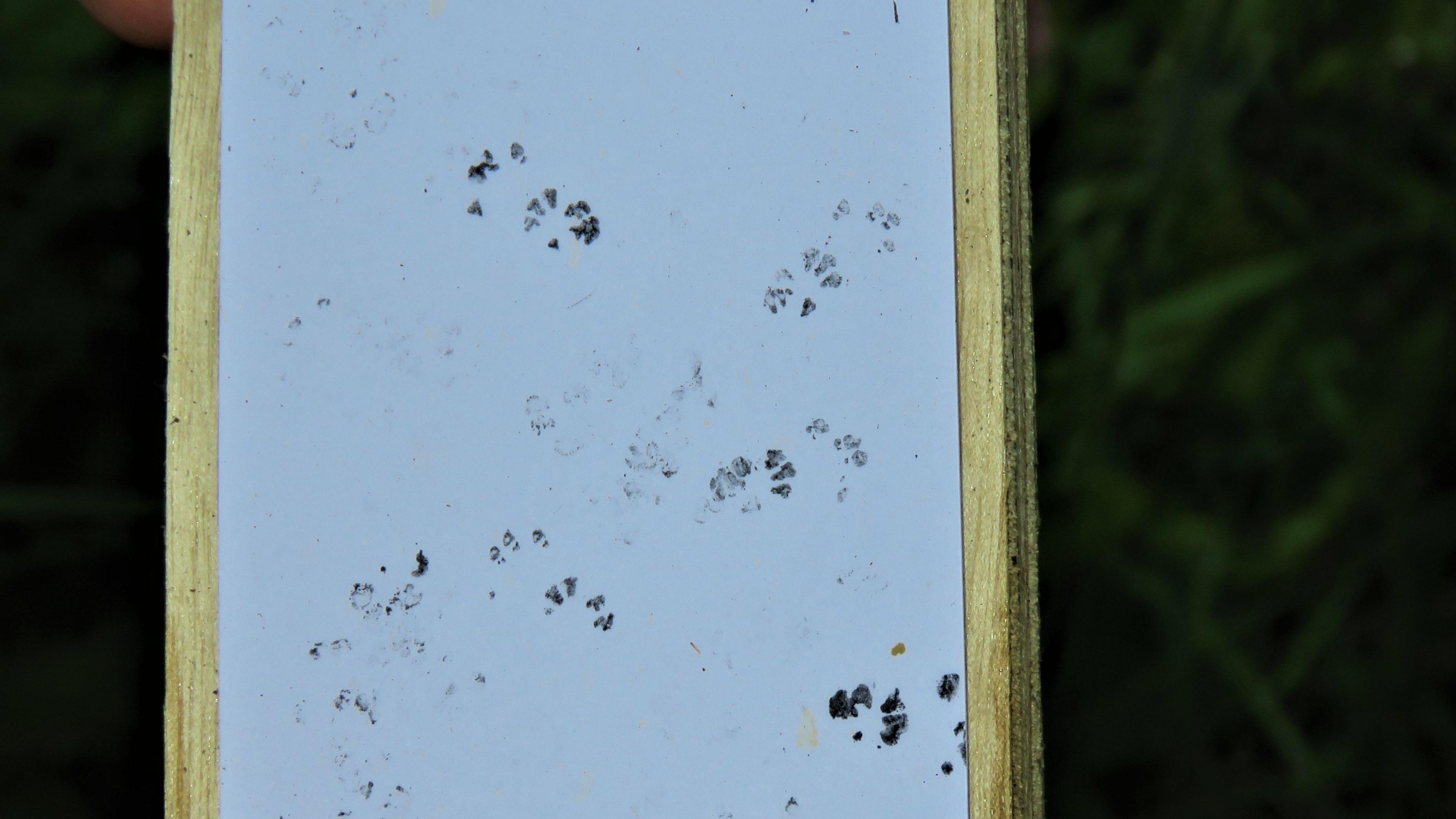 Dormouse footprints left on the floor of one of the traps.