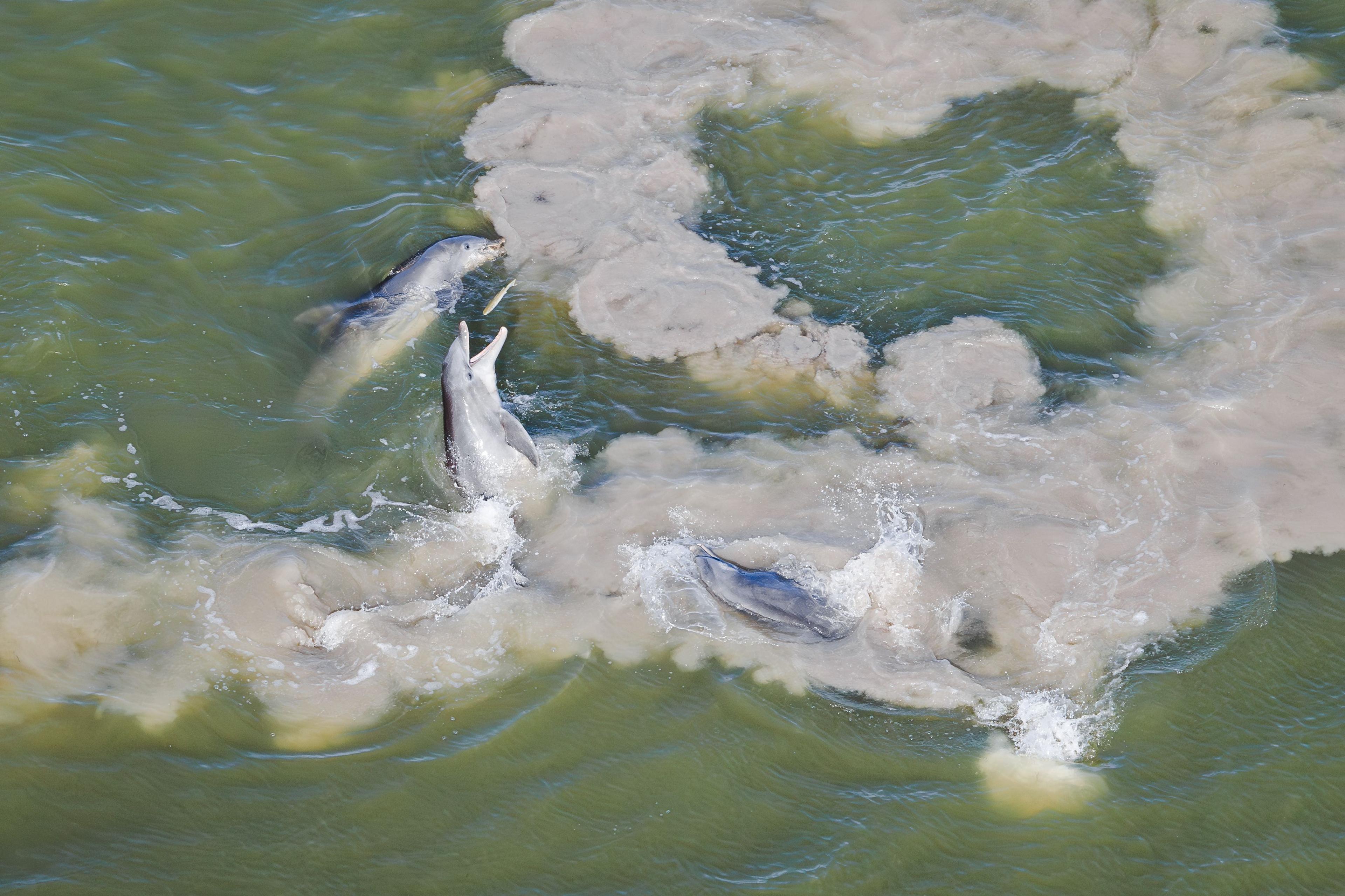 A bottlenose dolphin grabbing a mullet from the air during ‘mud-ring feeding’ in Florida Bay, US