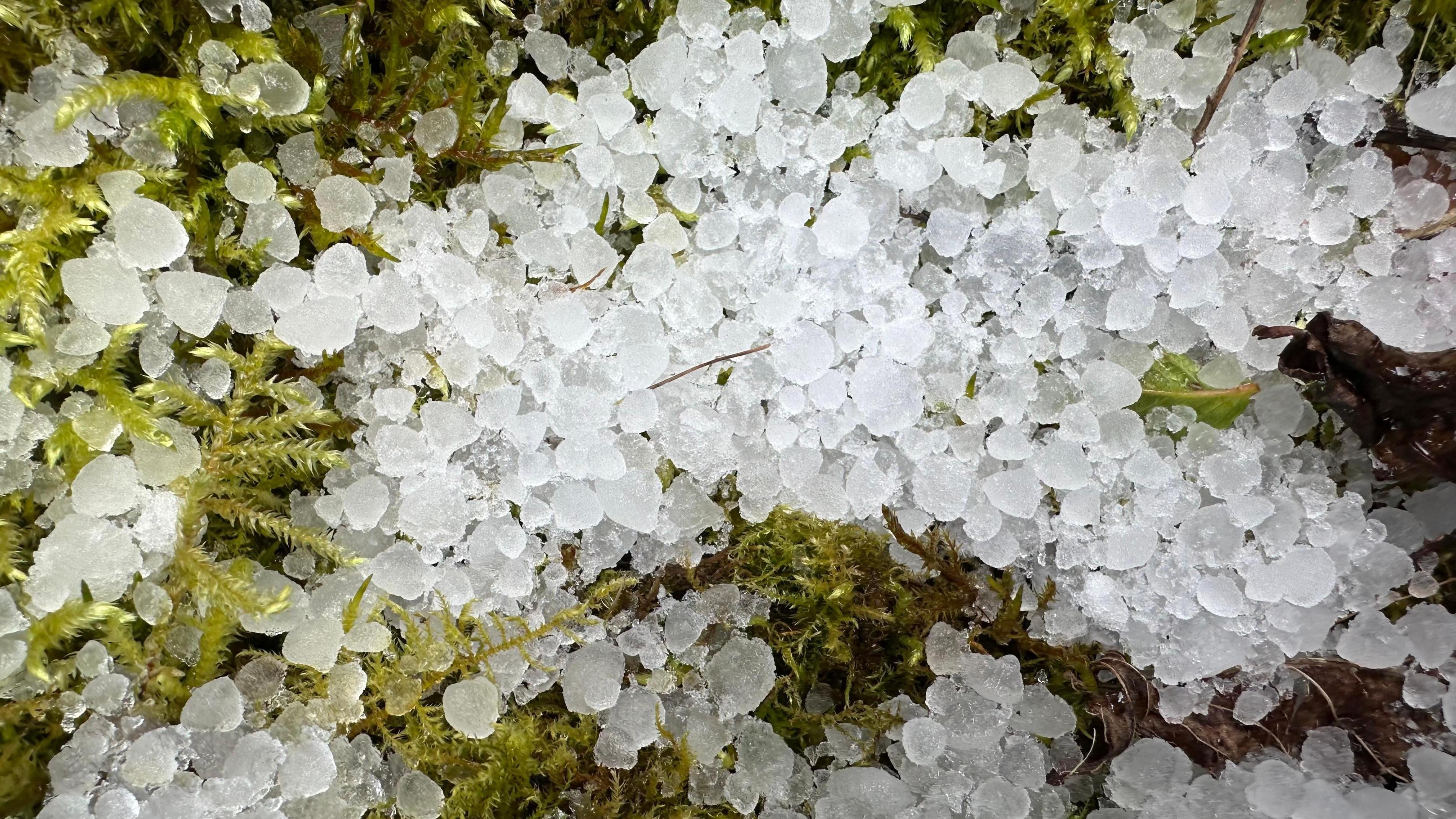 photo of hail on the ground with moss.