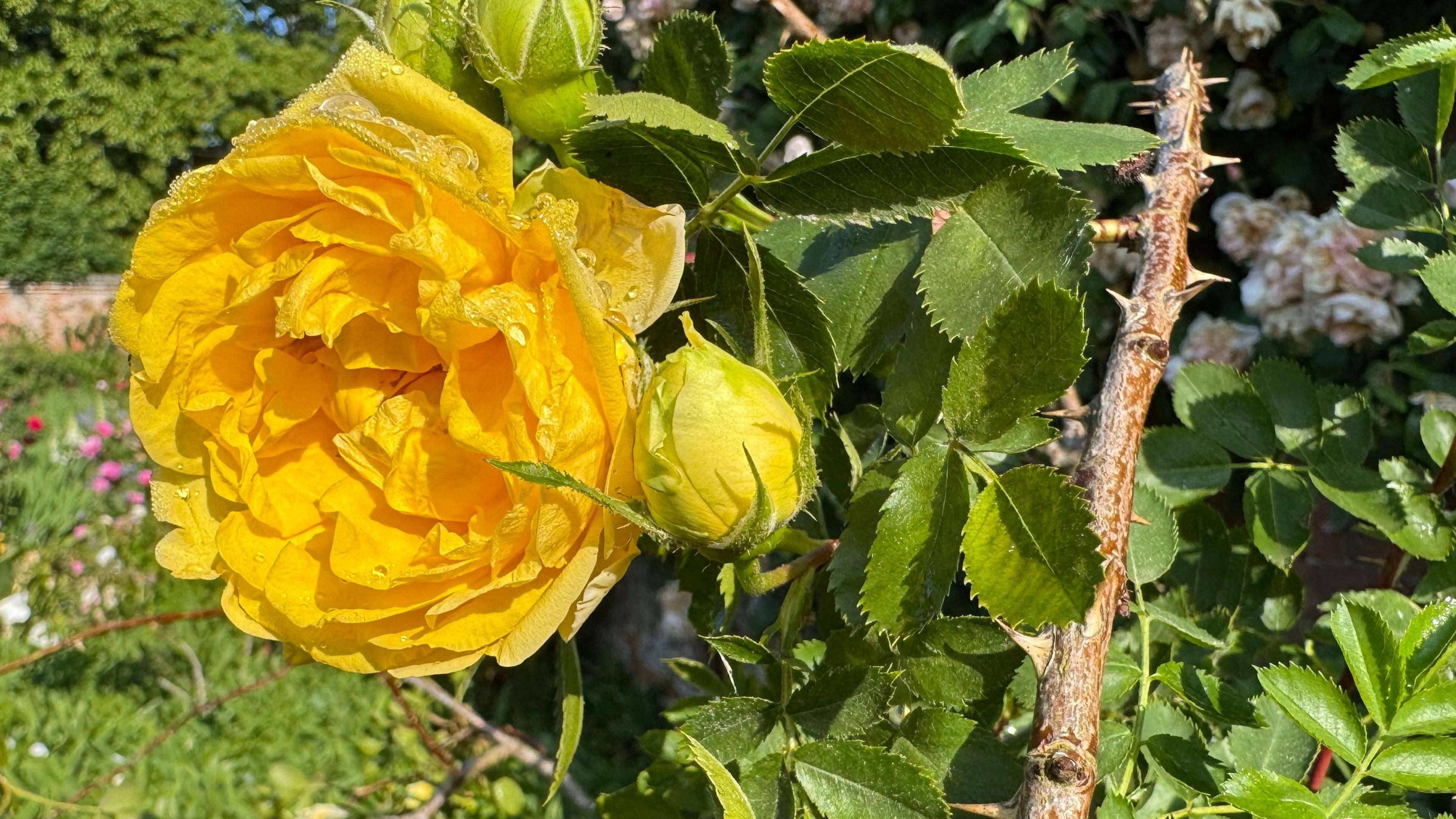 A close up of a bright yellow rose growing in the Mottisfont garden