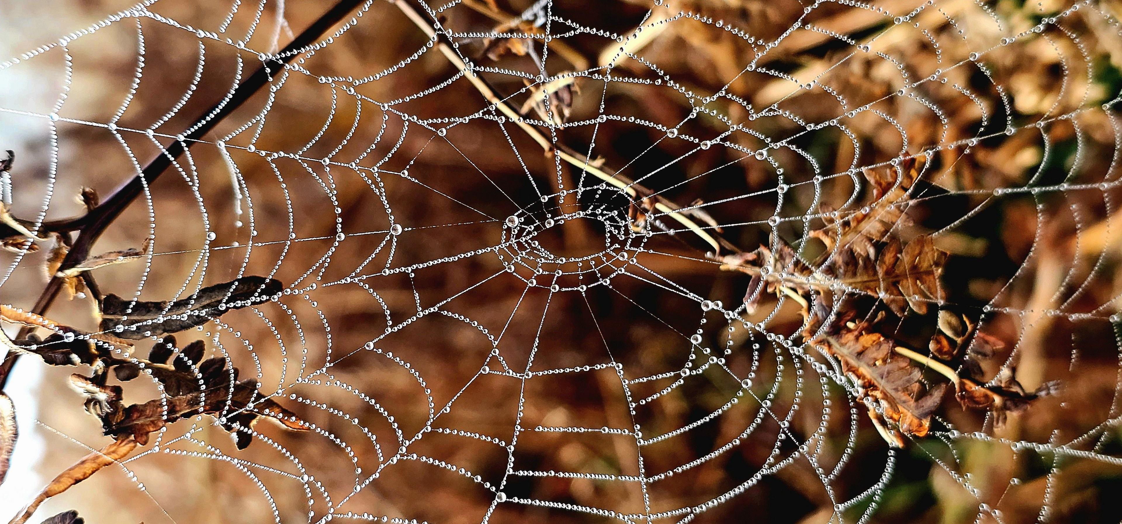 A delicate spider's web glistens with tiny dew droplets, forming perfect concentric circles and radial lines. The web is stretched between dry twigs and curled autumn leaves, creating a natural frame.