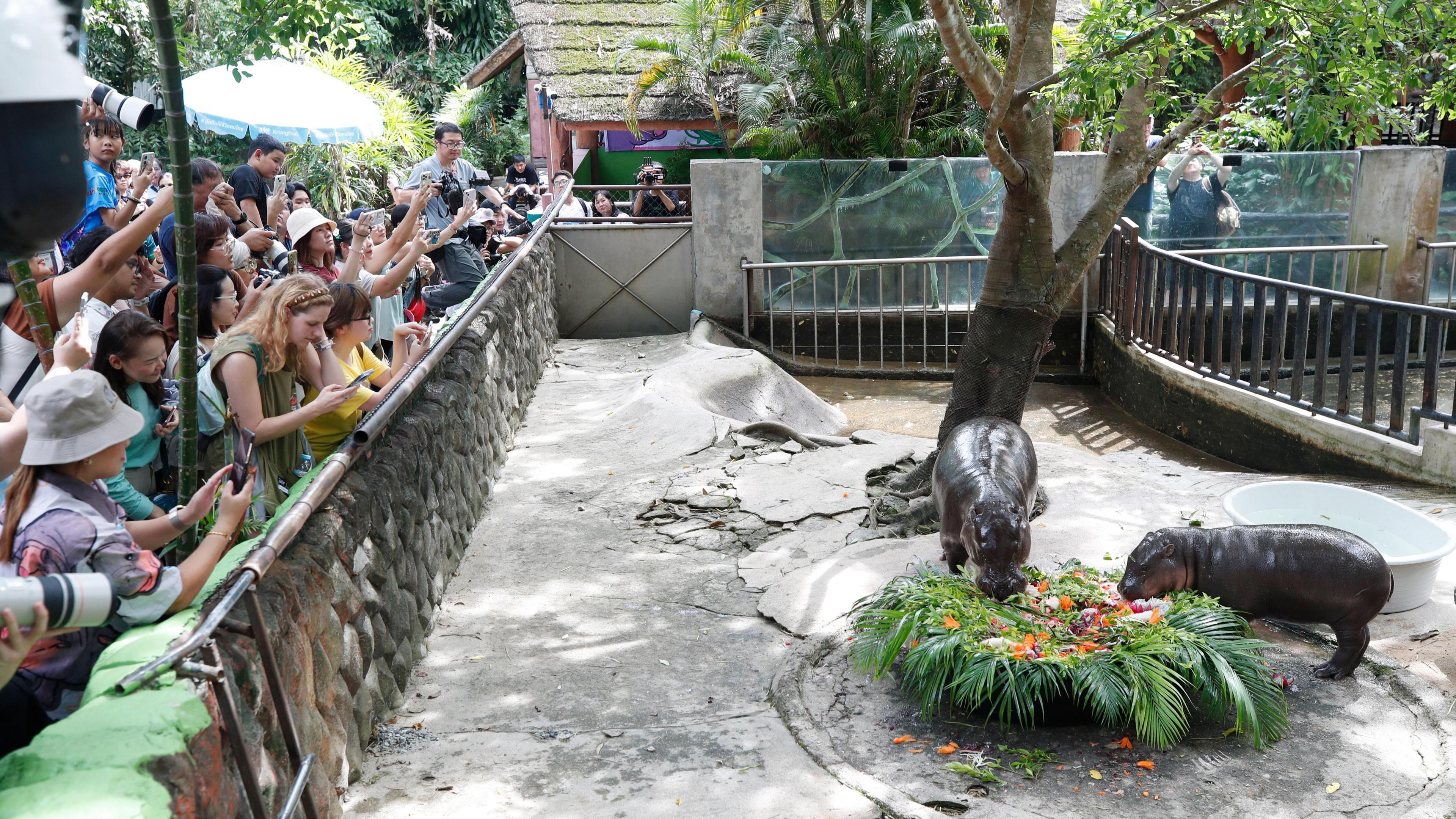 Fans taking a picture of Moo Deng eating her birthday "cake".