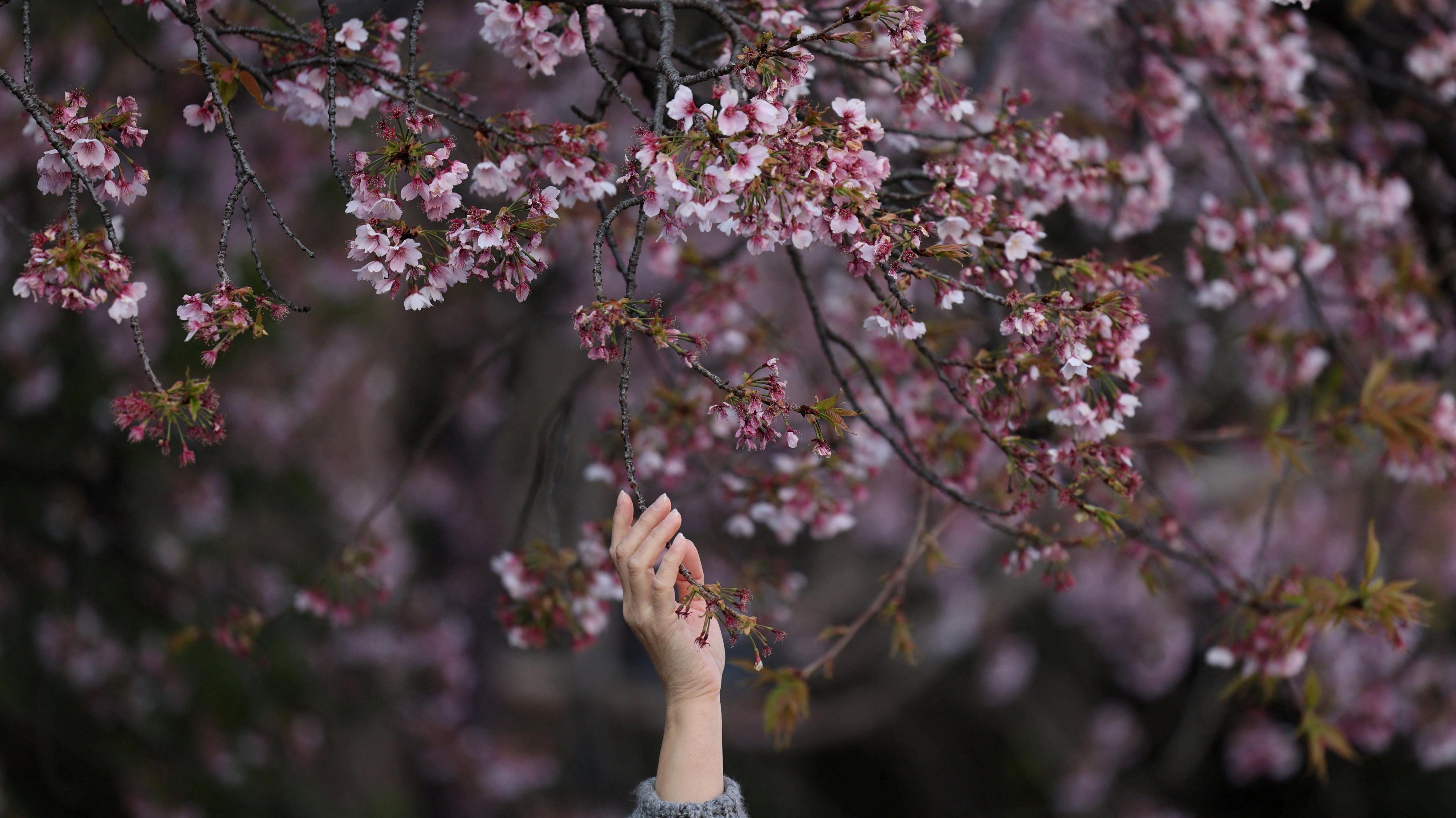 Cherry blossom is a big part of Japanese culture. There, the season is called ‘Sakura’ - a short time around late March and early April where the delicate blossoms appear at their most beautiful. 