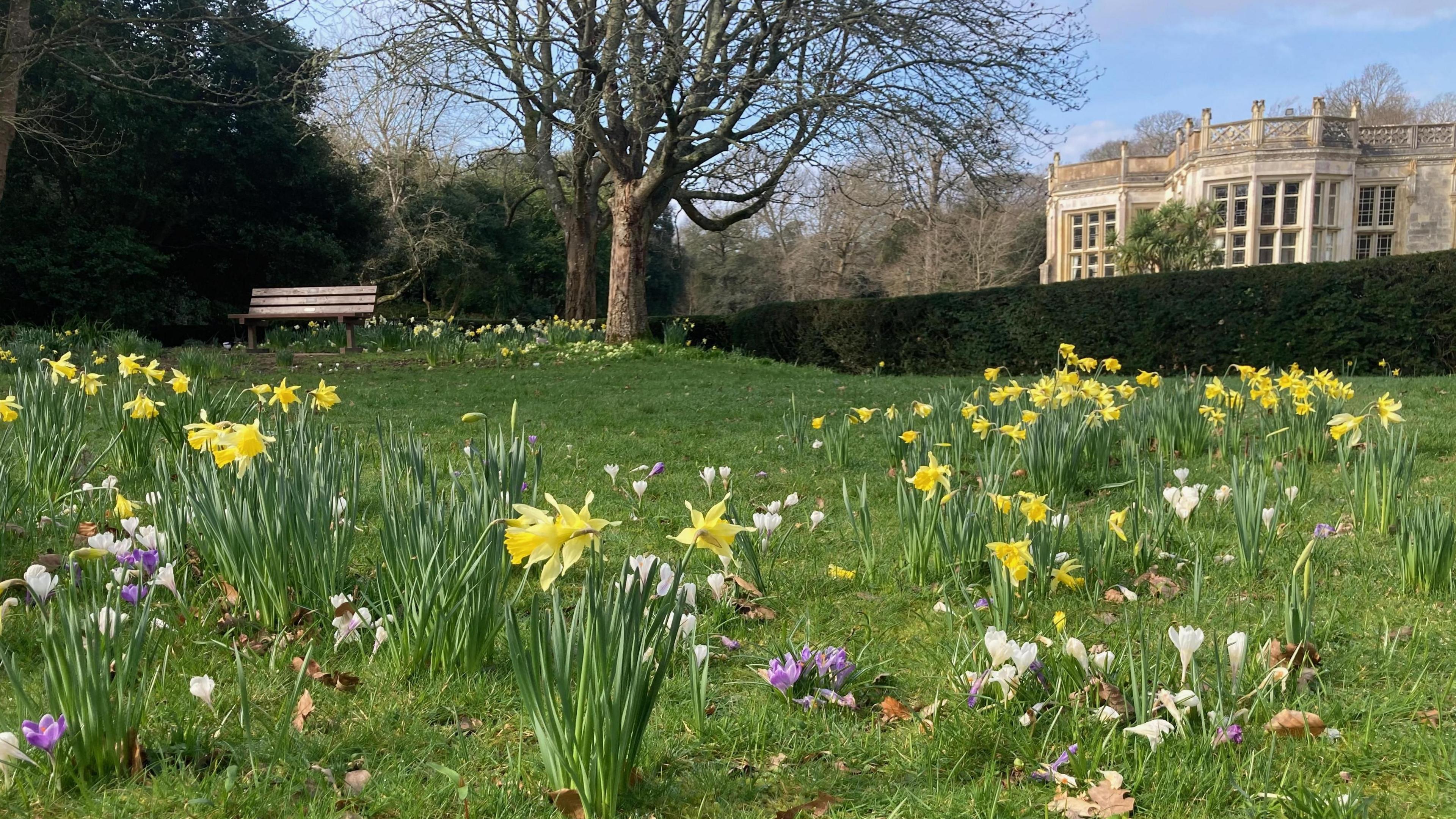 In pictures: Daffodils dazzle across the South - BBC News