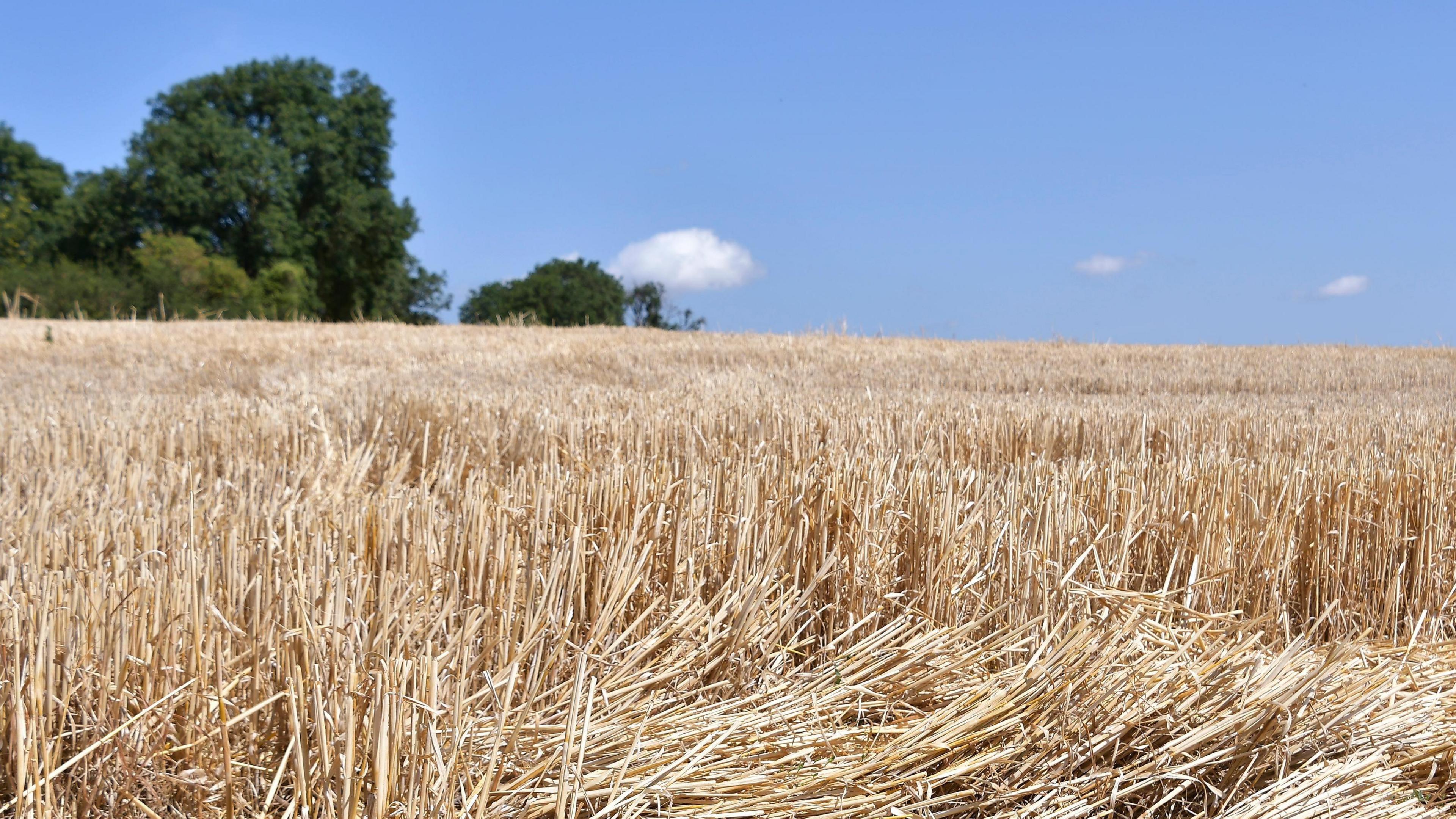 Seven areas of England enter official drought status as hot, dry weather continues in the West Country.