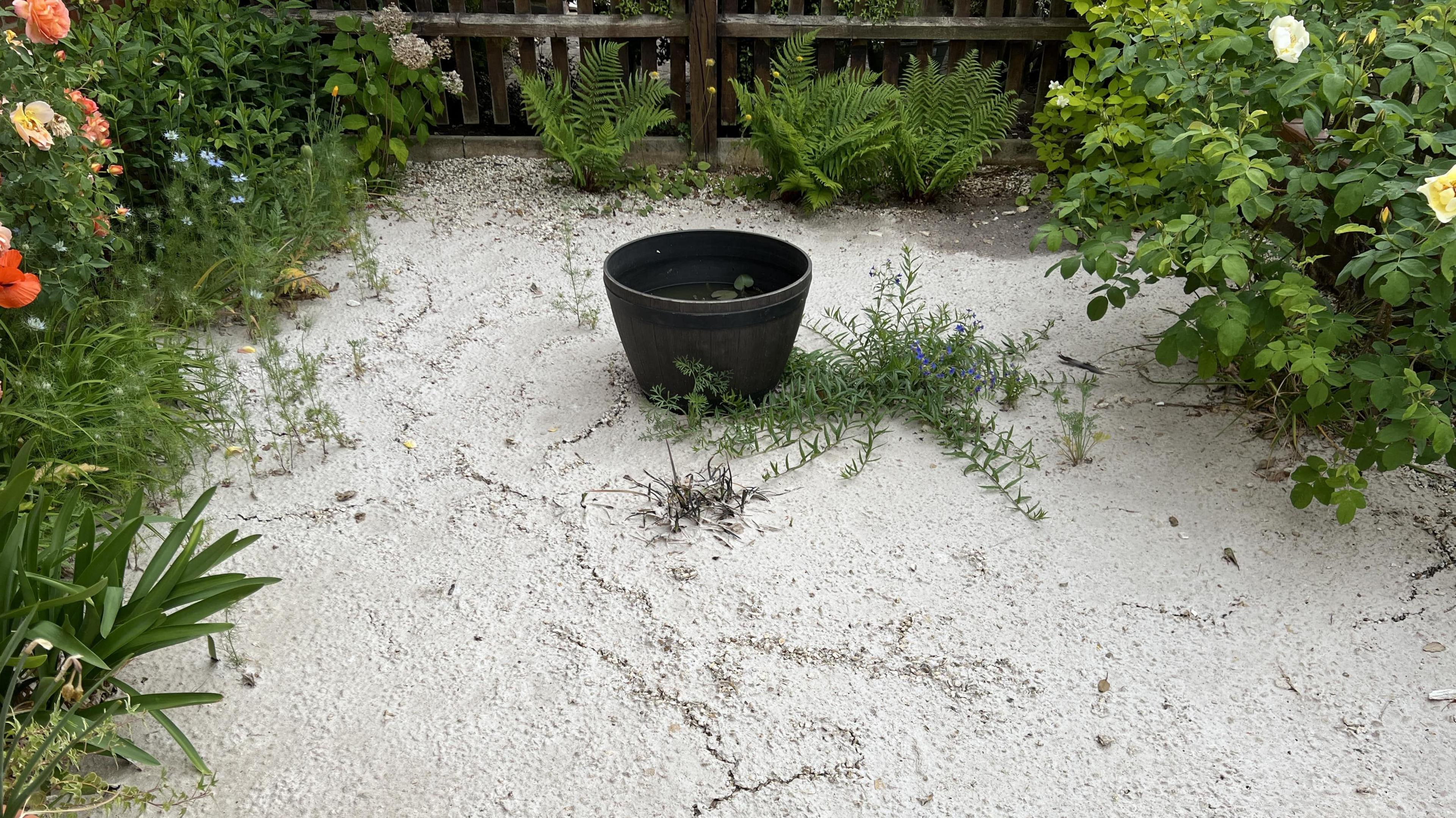 Whitish sewage now crusted over sits on top of gravel in neat front garden