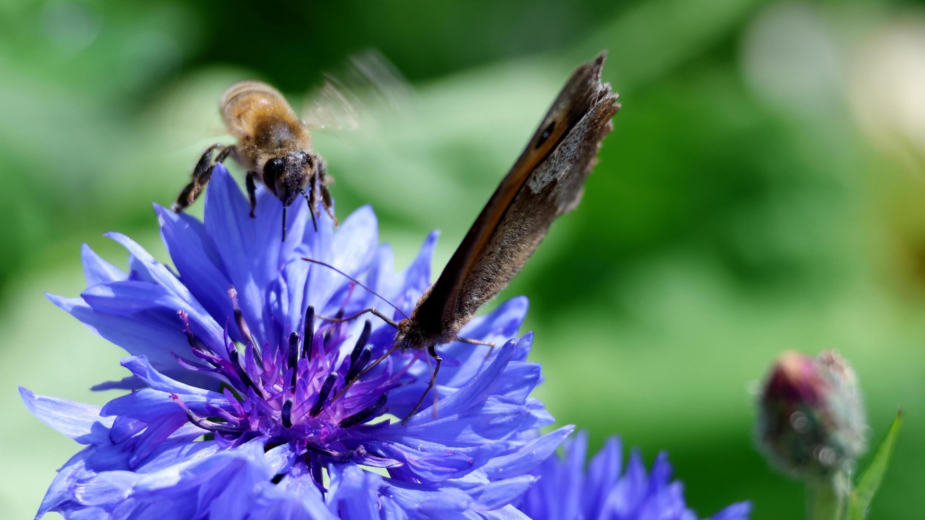A close up of a blue/purple flower in bloom. A bee, with is wings still flapping, is sharing the flower with a brown butterfly.