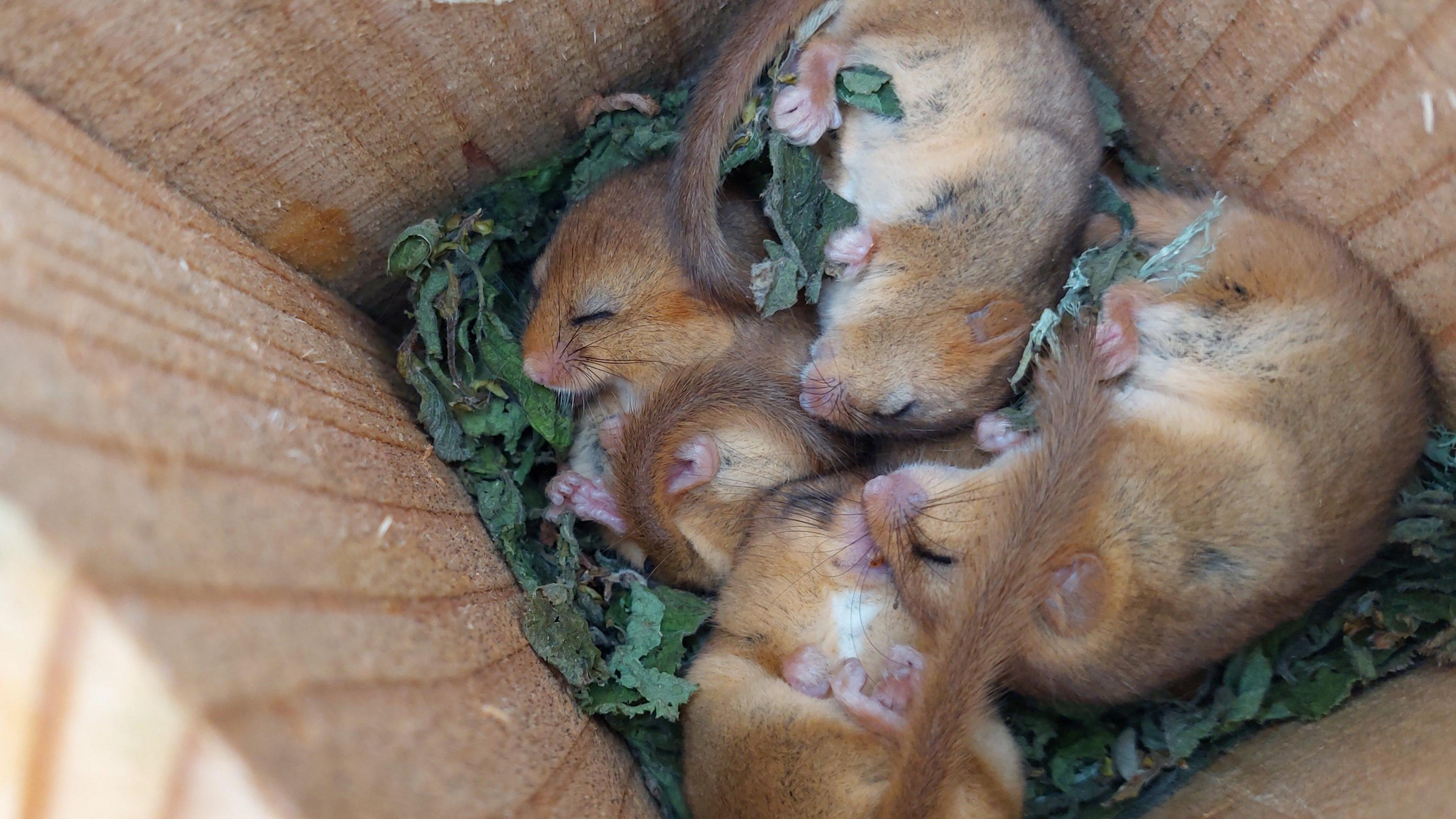 Dormice in a torpor