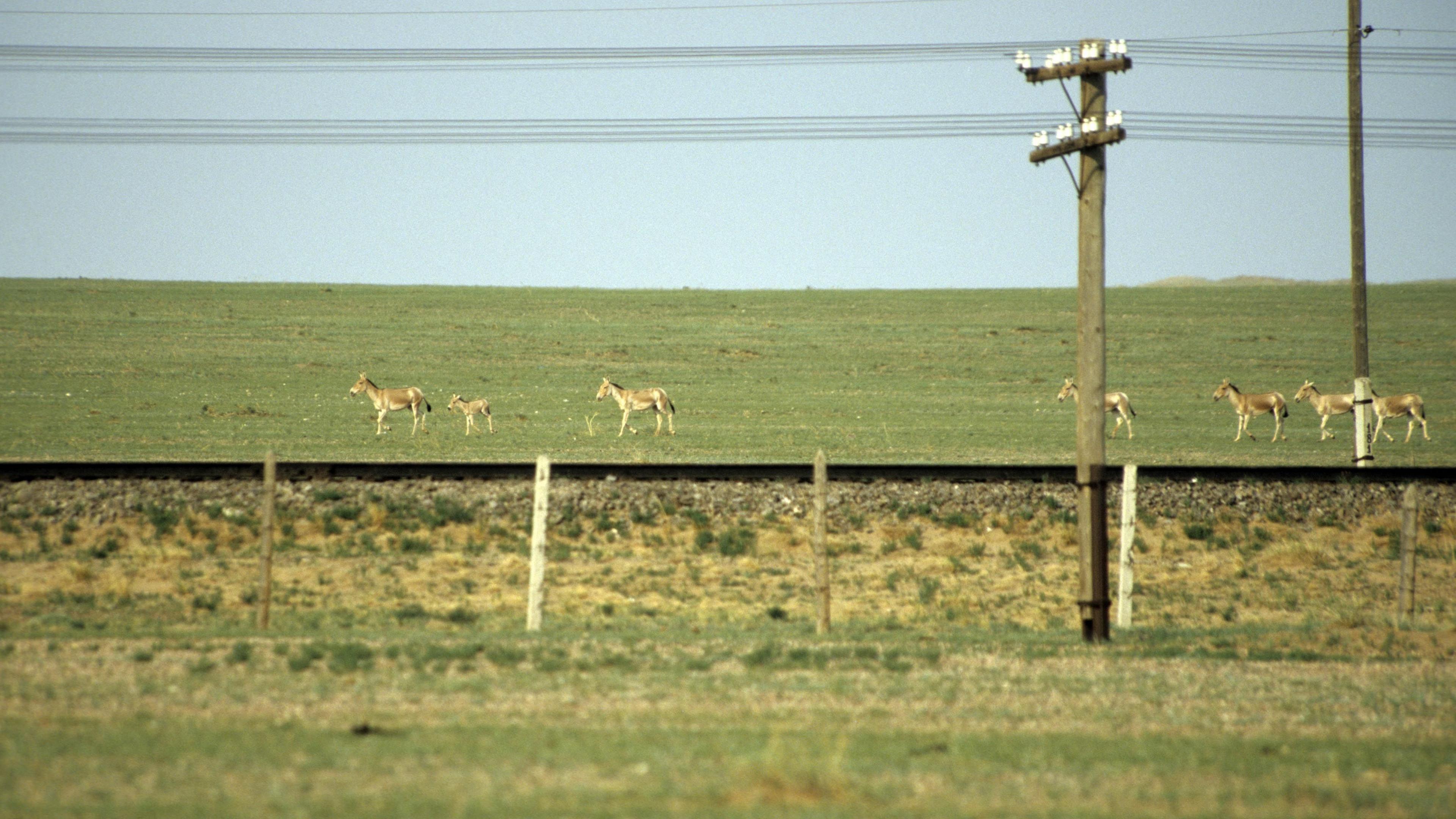 Khulan travel for miles parallel to fences and railways in the Mongolian Gobi. 