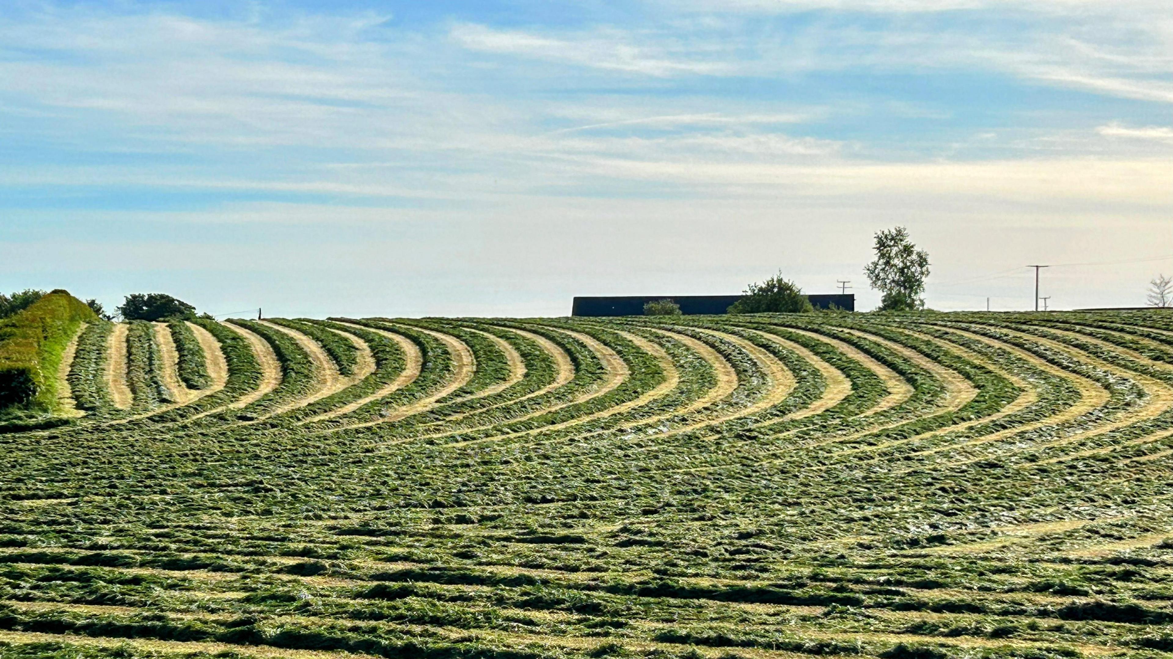A field of yellow and green crops basking in sunshine above. The sky is light blue with whispy white clouds.