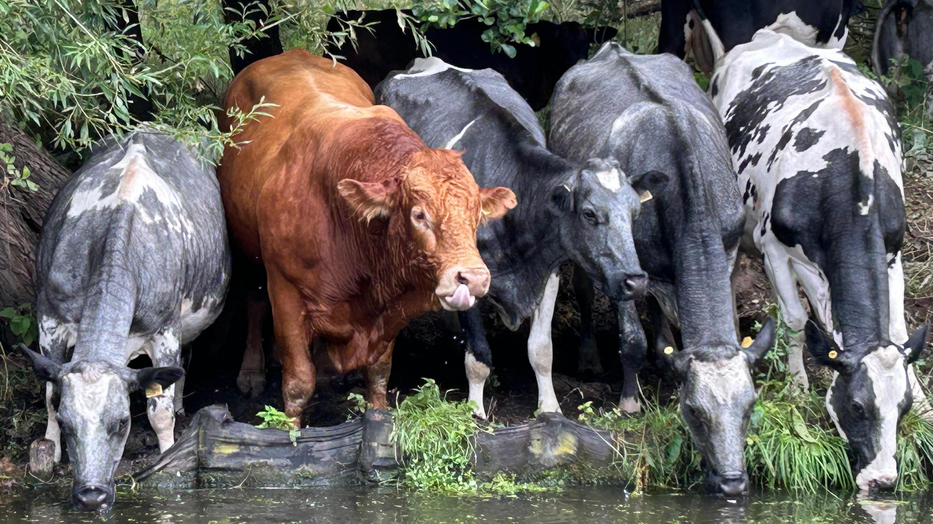 Five cows stand drinking from a river edge. All have grey and white markings apart from one which is brown