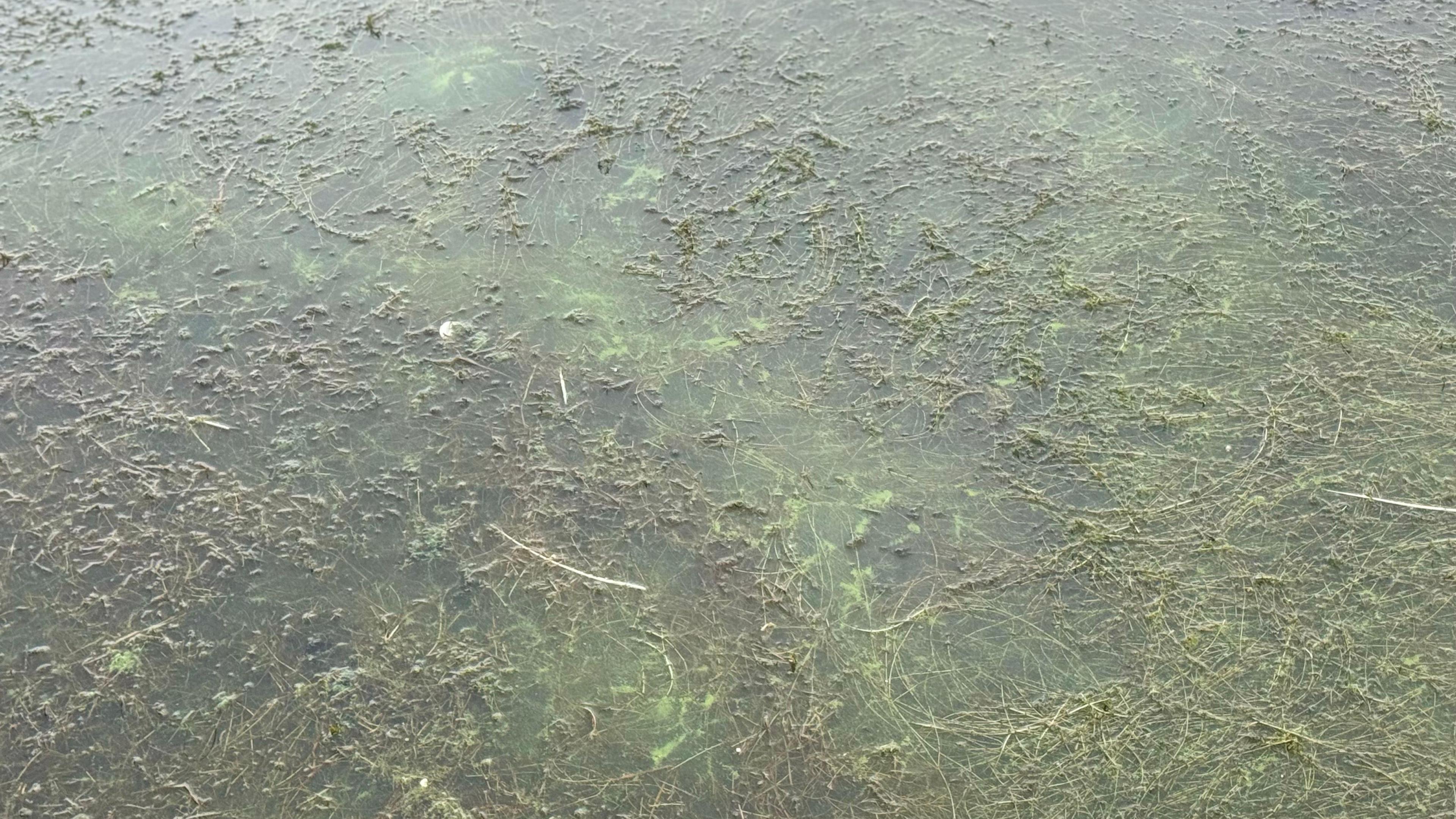 Blue-green algal blooms in a body of water. There are also a lot of floating weeds in the water. 