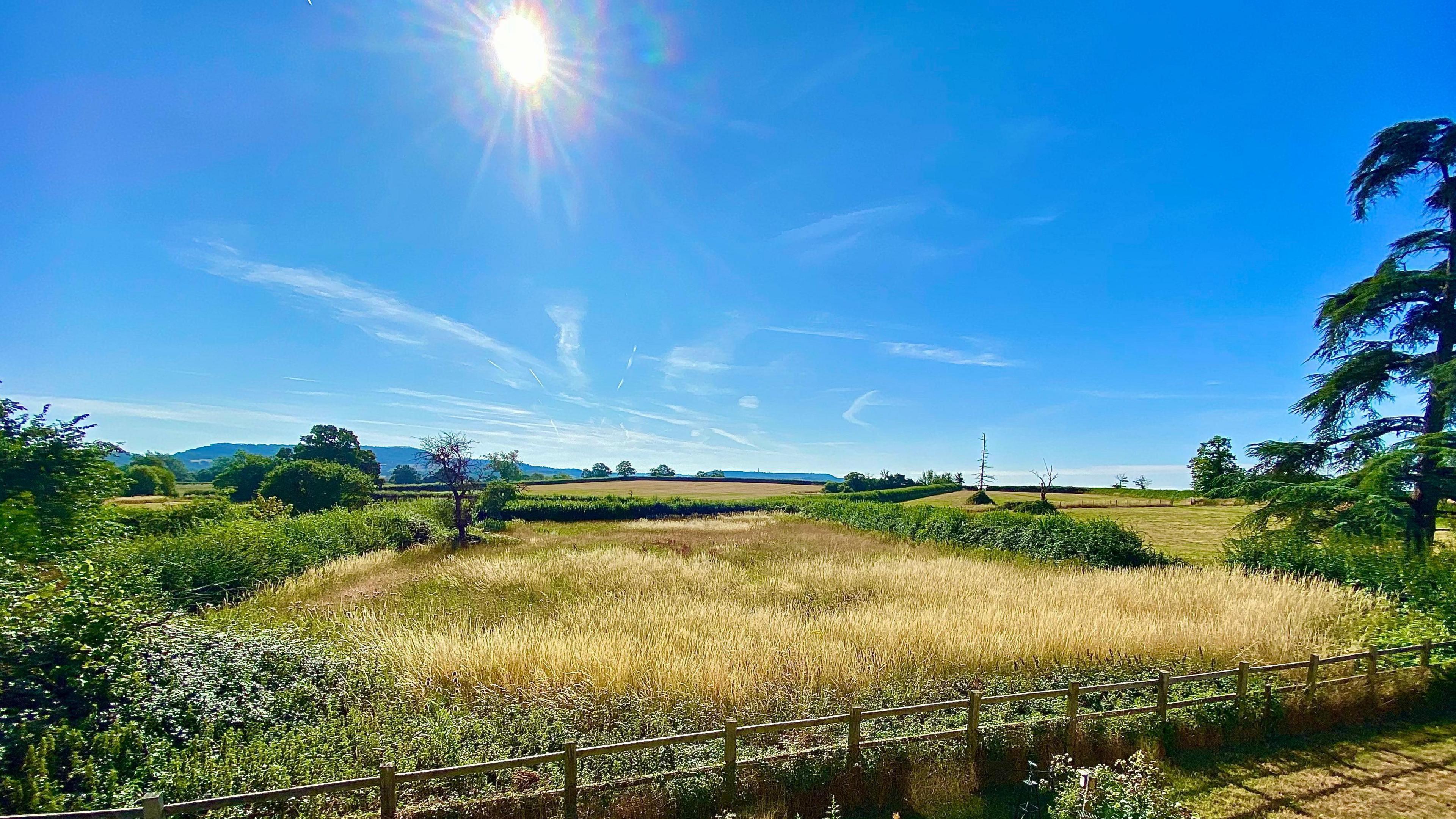view over a field with yellow crop, surrounded by green hedges and blue skies overhead
