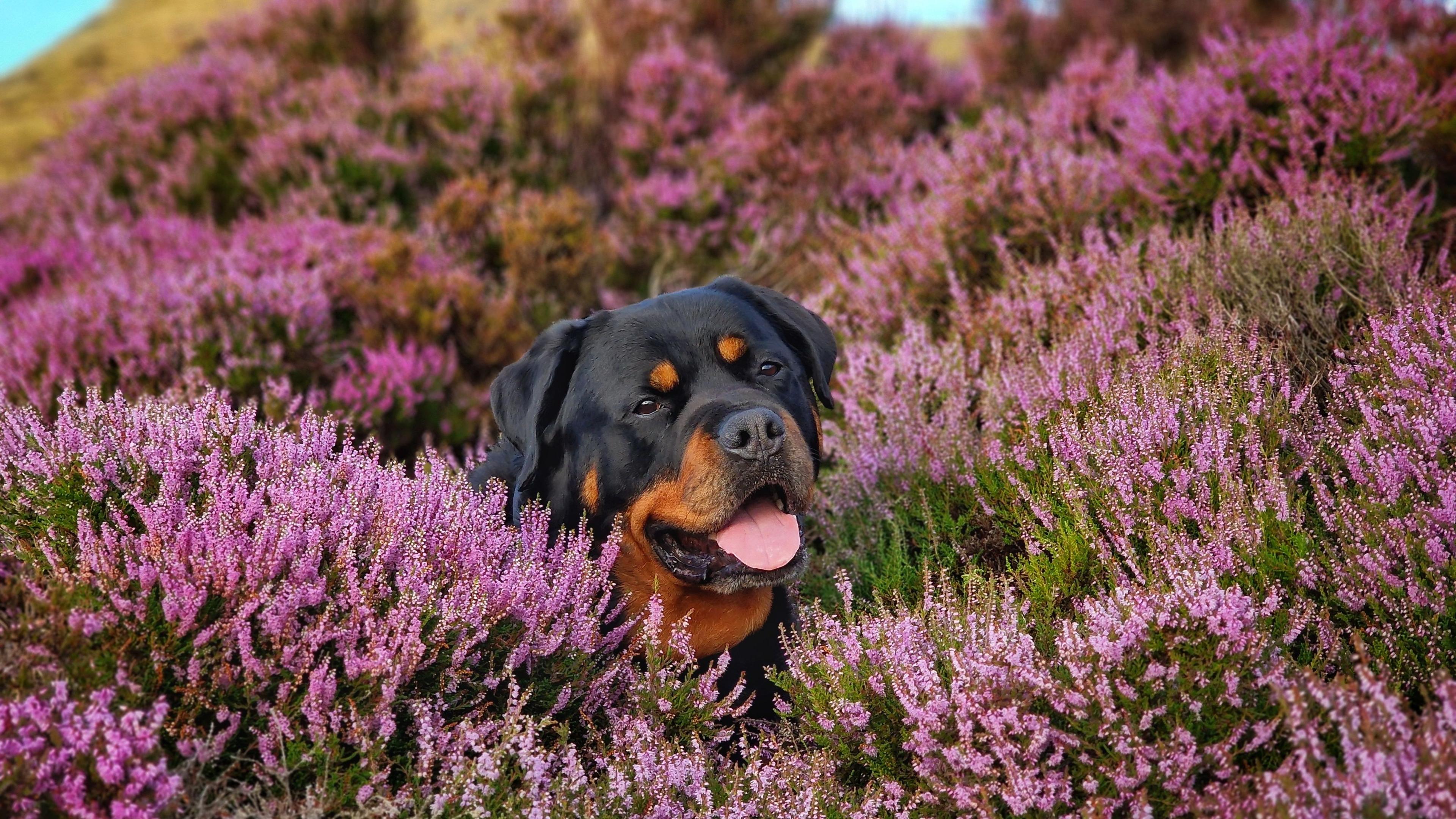 Black and tan rottweiler with their tongue out, lying in a field of purple flowers