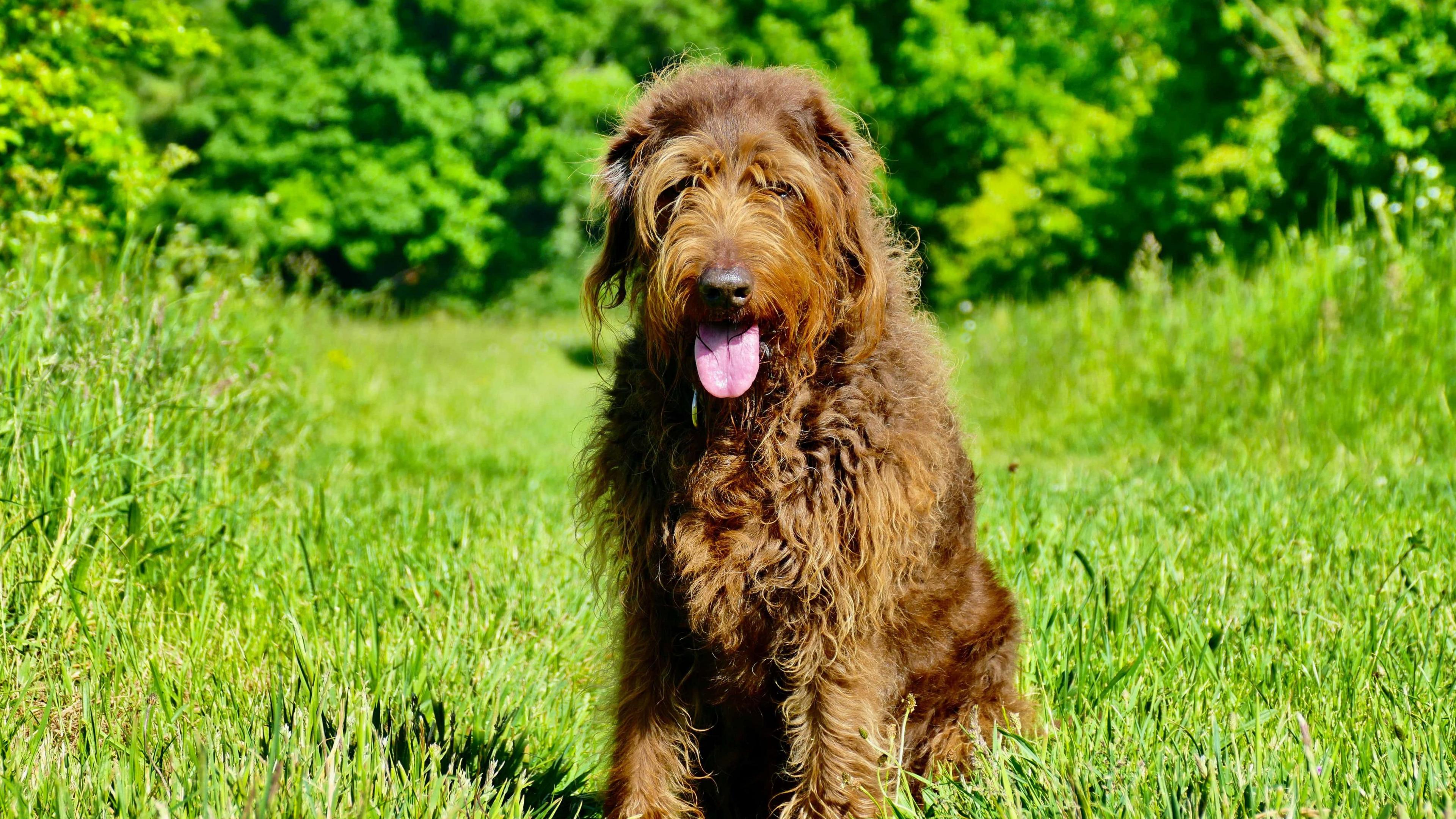 A brown long haired dog is sat on green grass looking towards the camera with its tongue out. Behind it is a row of trees. 