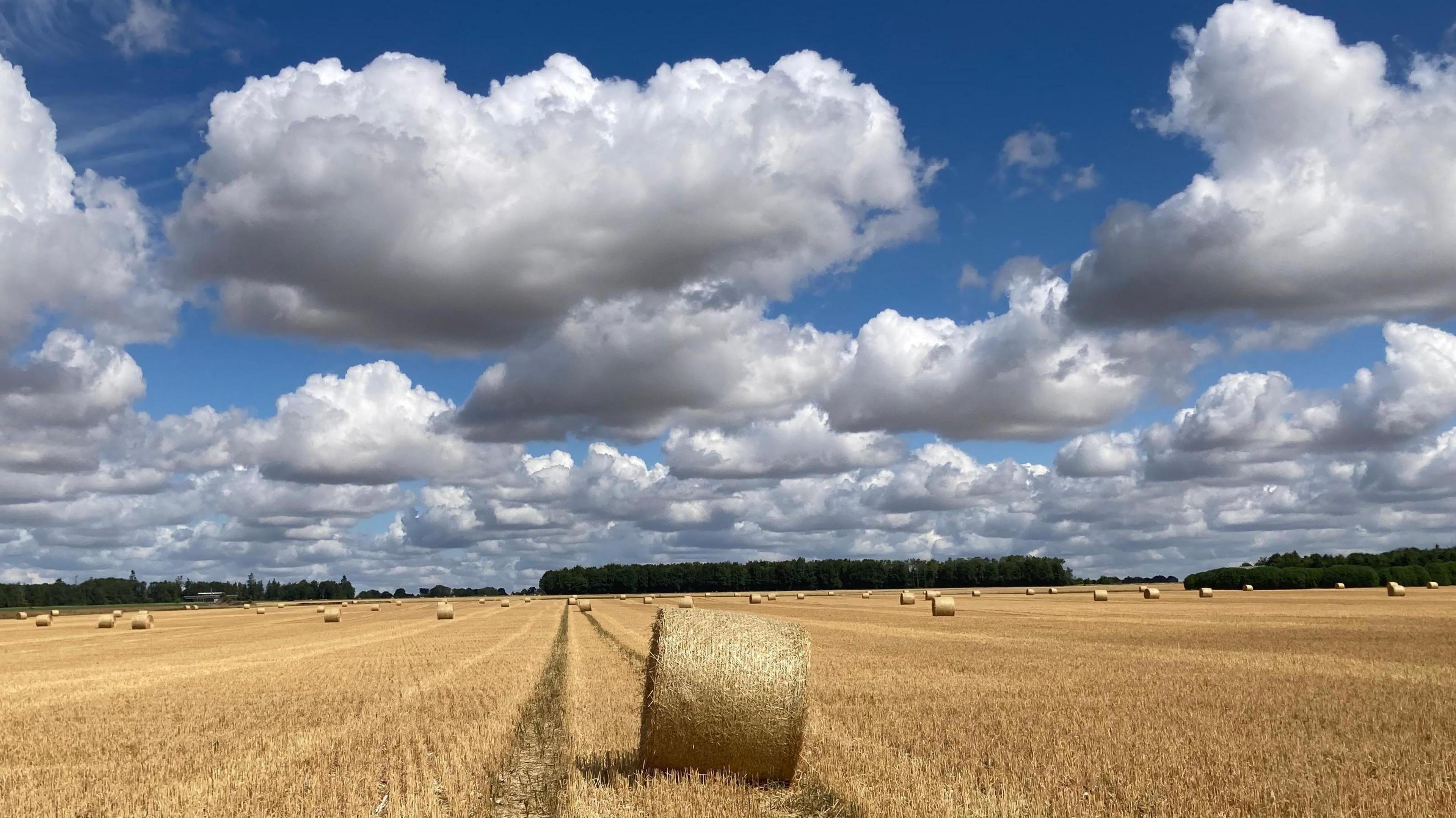 A pale yellow round bale of hay sits in a field of harvested wheat. The sky is blue with lots of white fluffy clouds. trees can be seen on the horizon