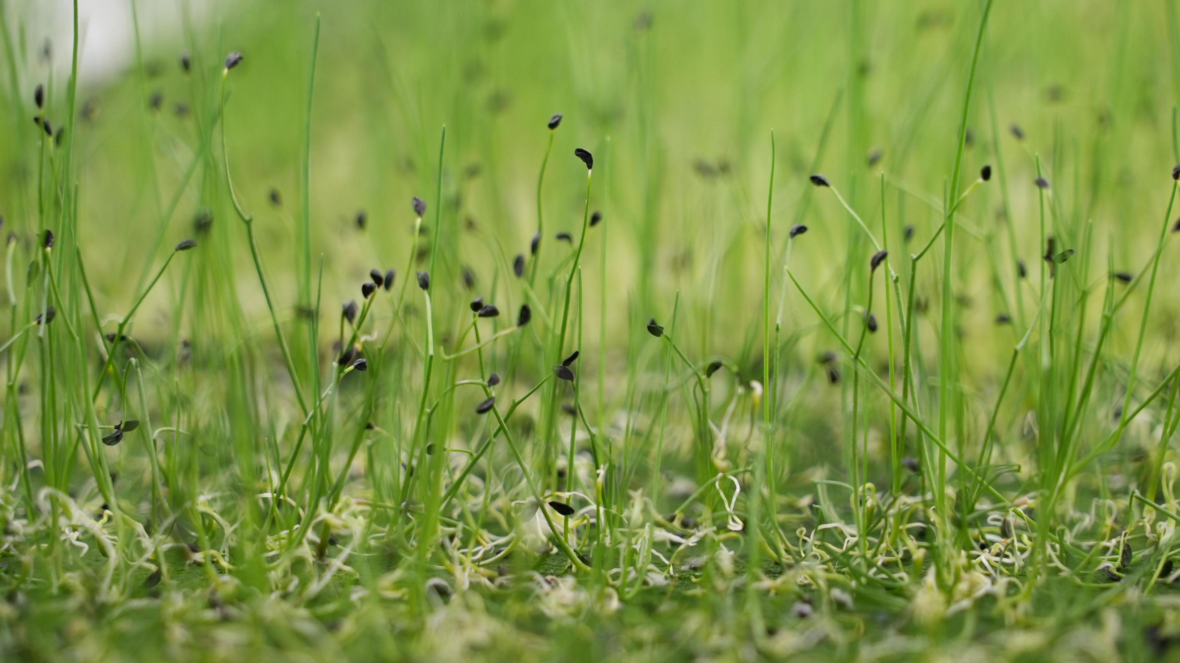 A close up of green seedlings growing inside a vertical farm